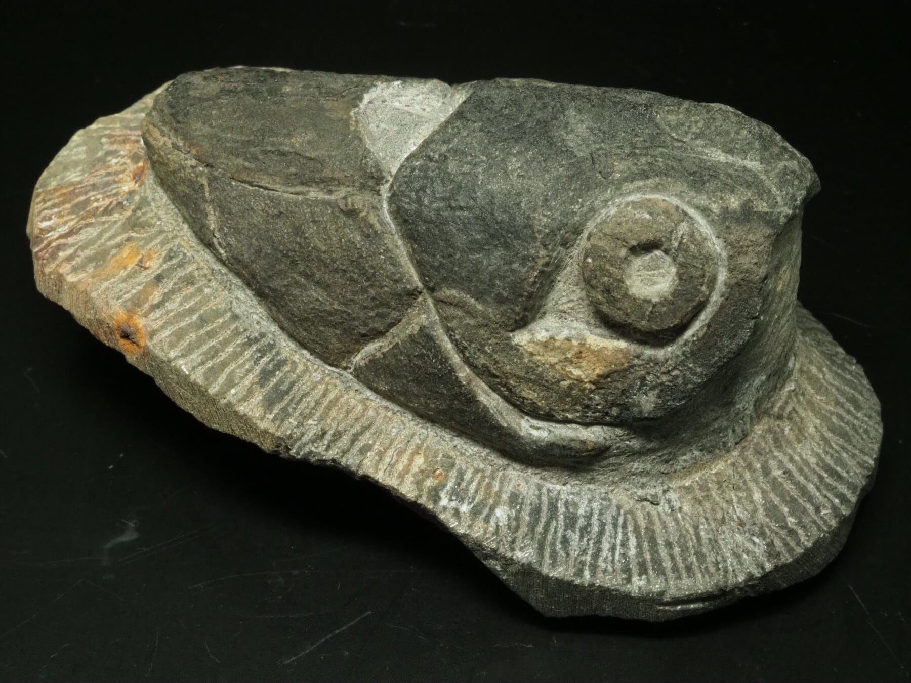 鮑の化石　レア レア！！ 希少産地、ポーランド産、直径最大部20センチ弱に