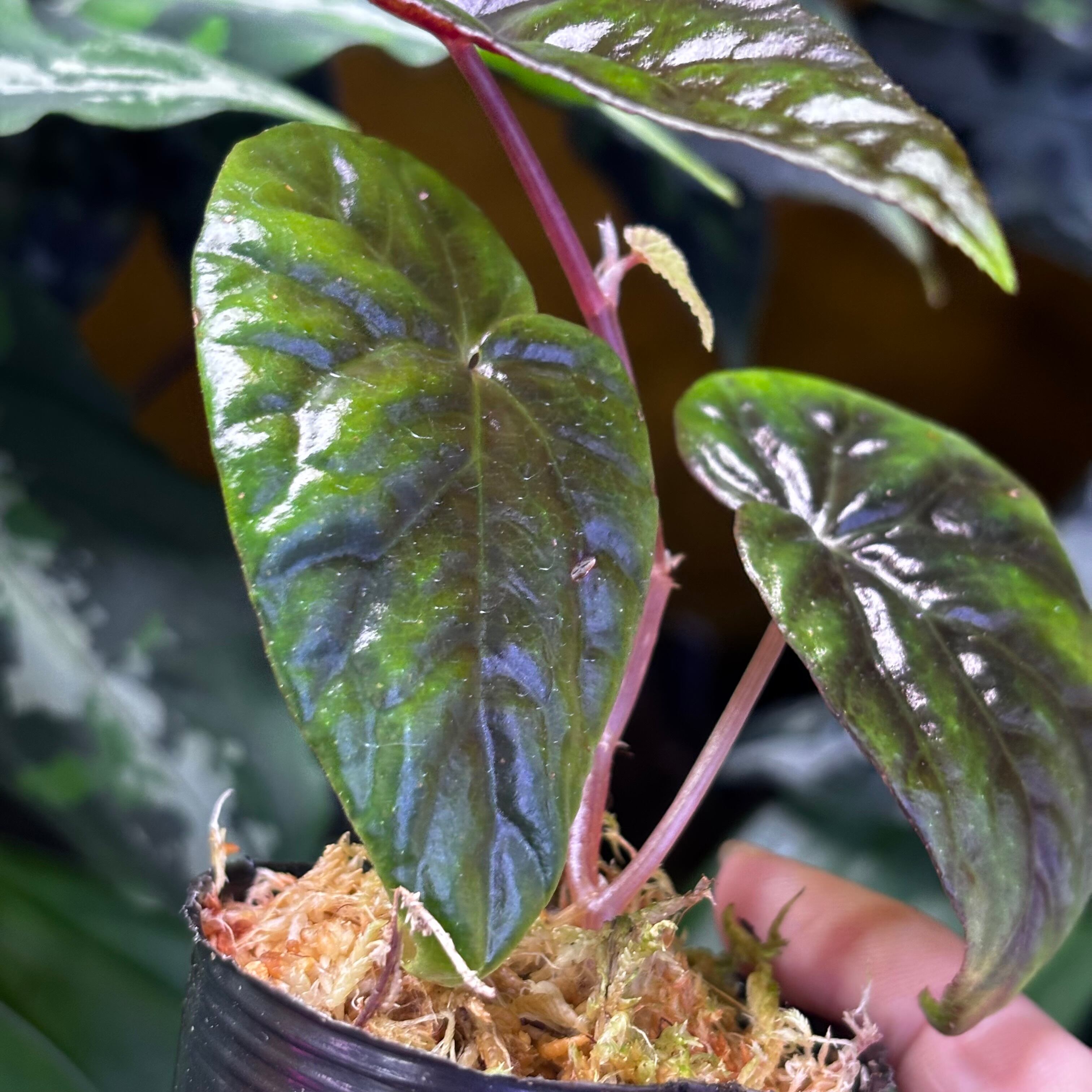 Begonia variabilis Dark 原種ベゴニア バリアビリス 黒葉 | 熱帯雨林