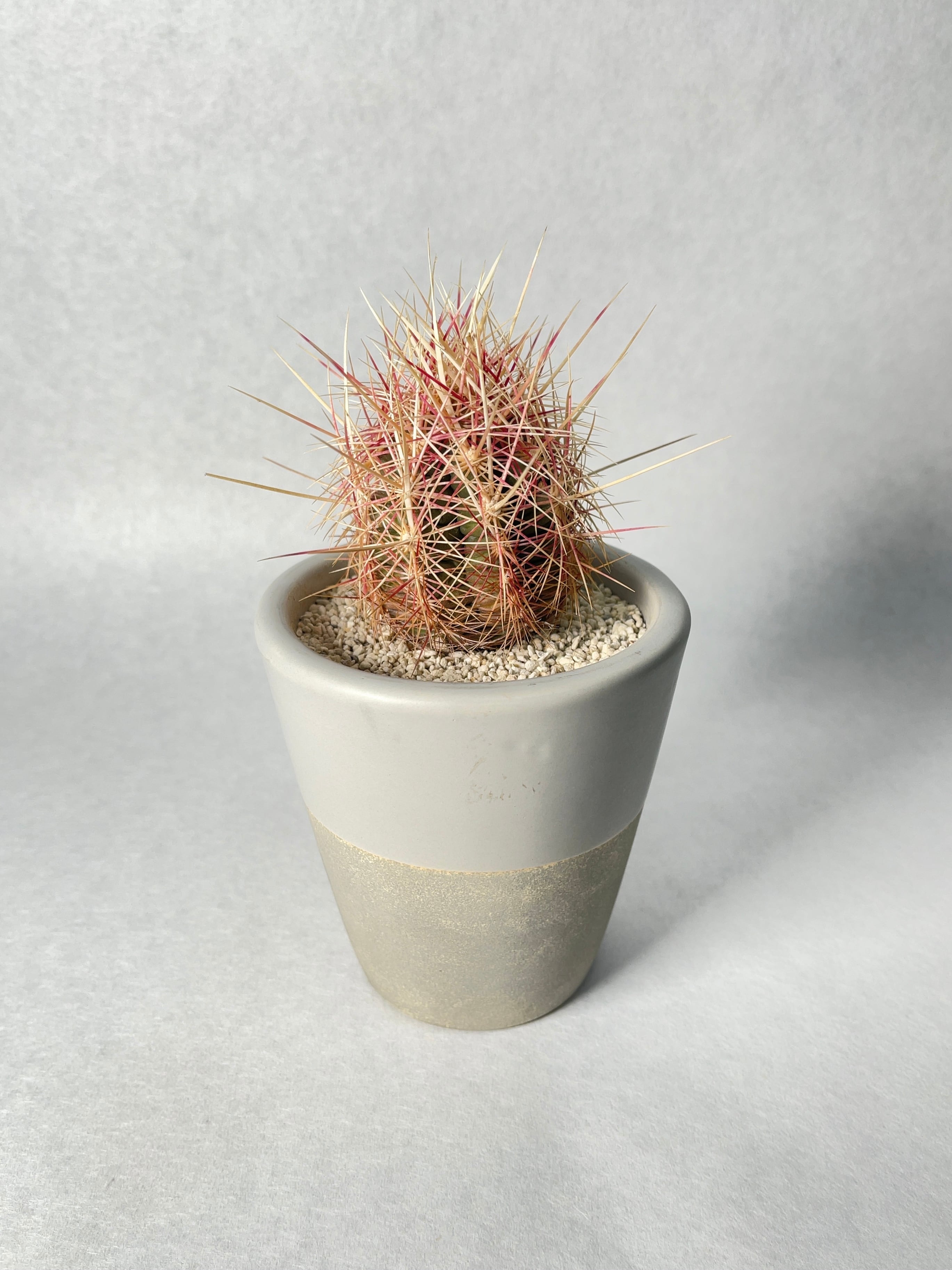 テロカクタス・五色大統領 | trigger