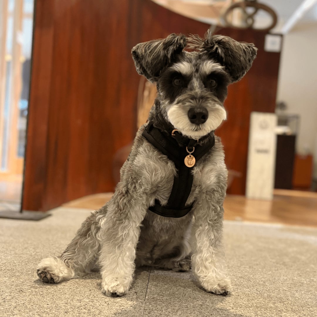 【FURLOU(ファーロウ)】 コンフォートドッグハーネス/Comfort Dog Harness