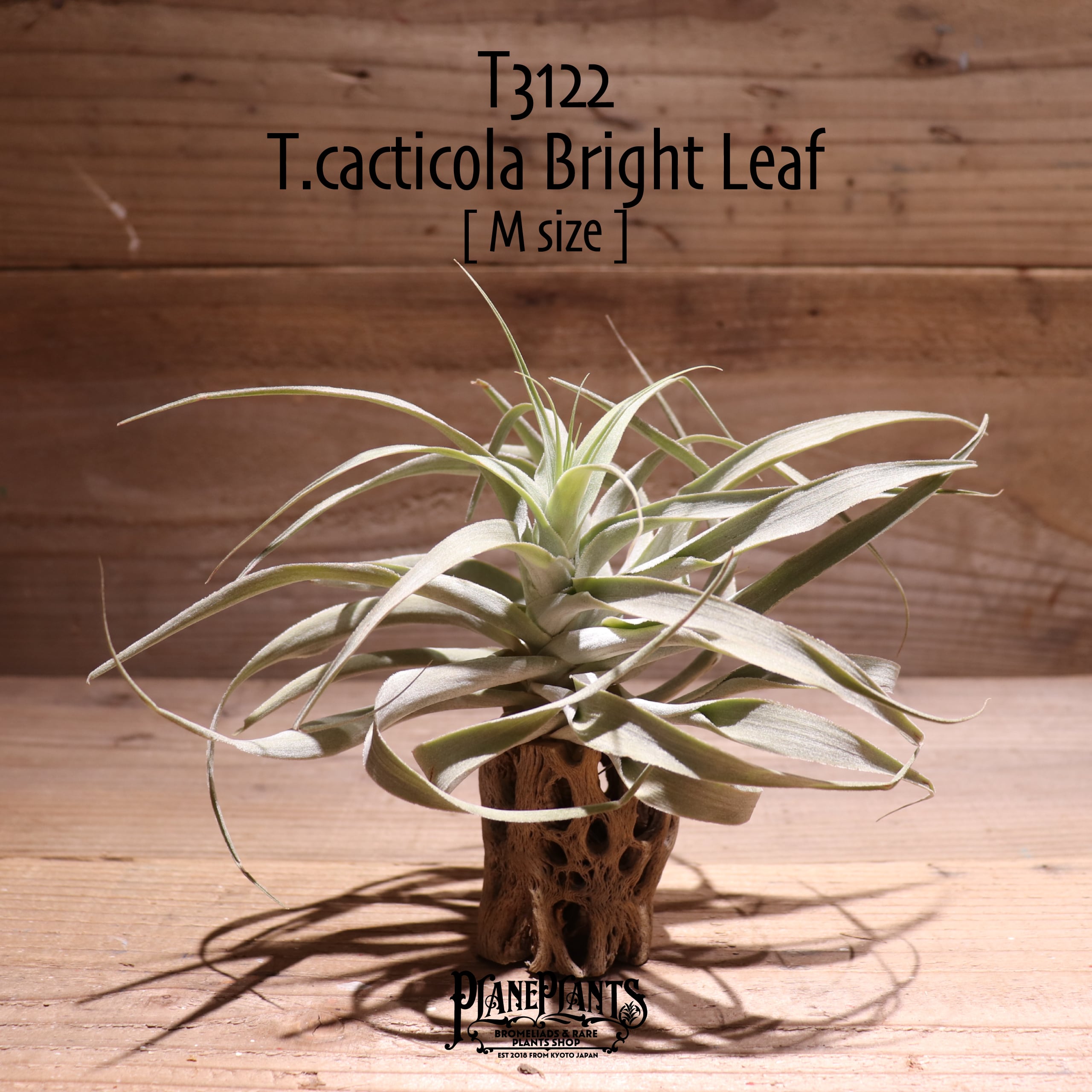 【送料無料】cacticola Bright Leaf〔エアプランツ〕現品発送T3122