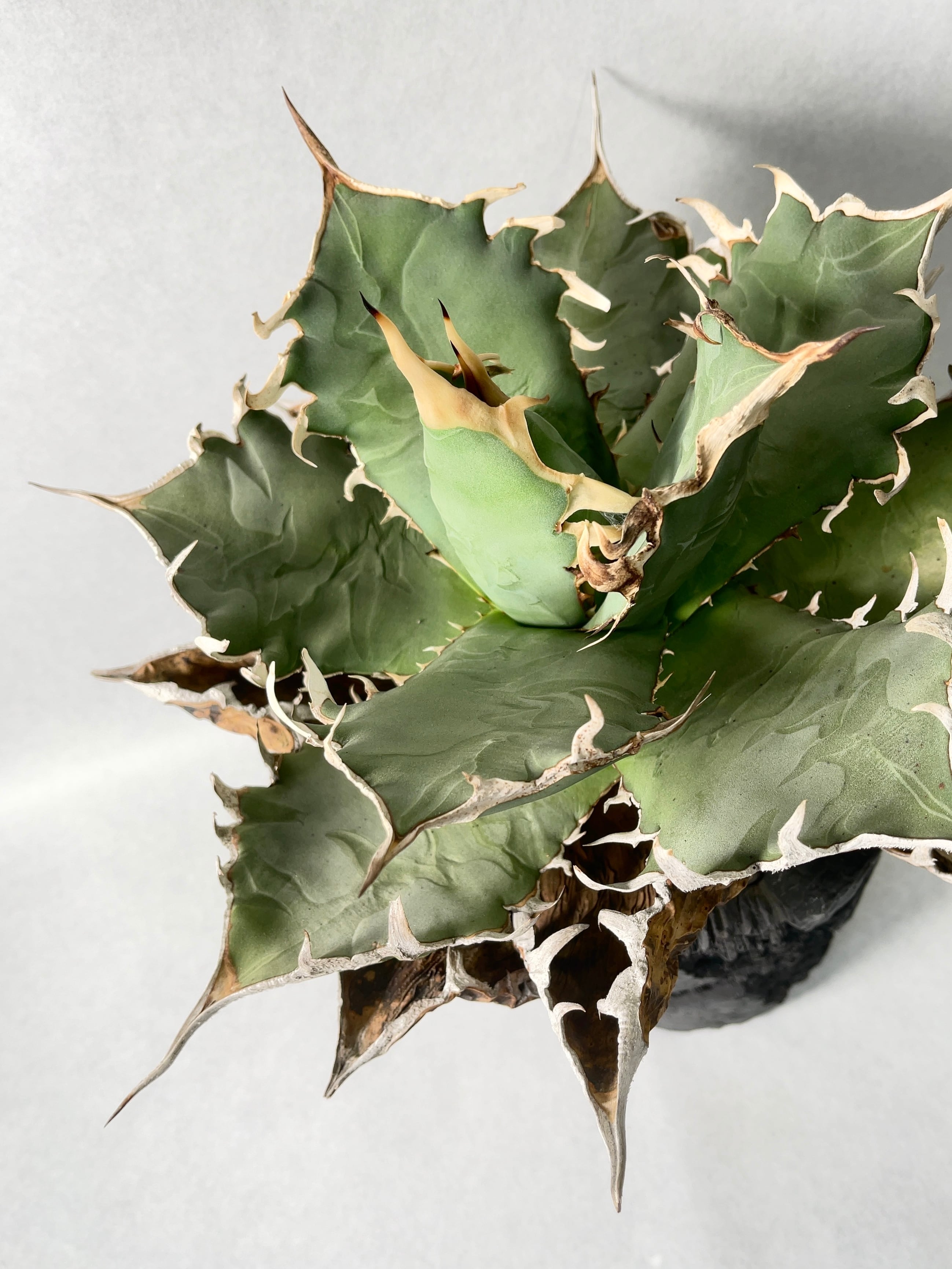 アガベ ノーネーム　コンパクト アガベ・チタノタノーネーム | trigger