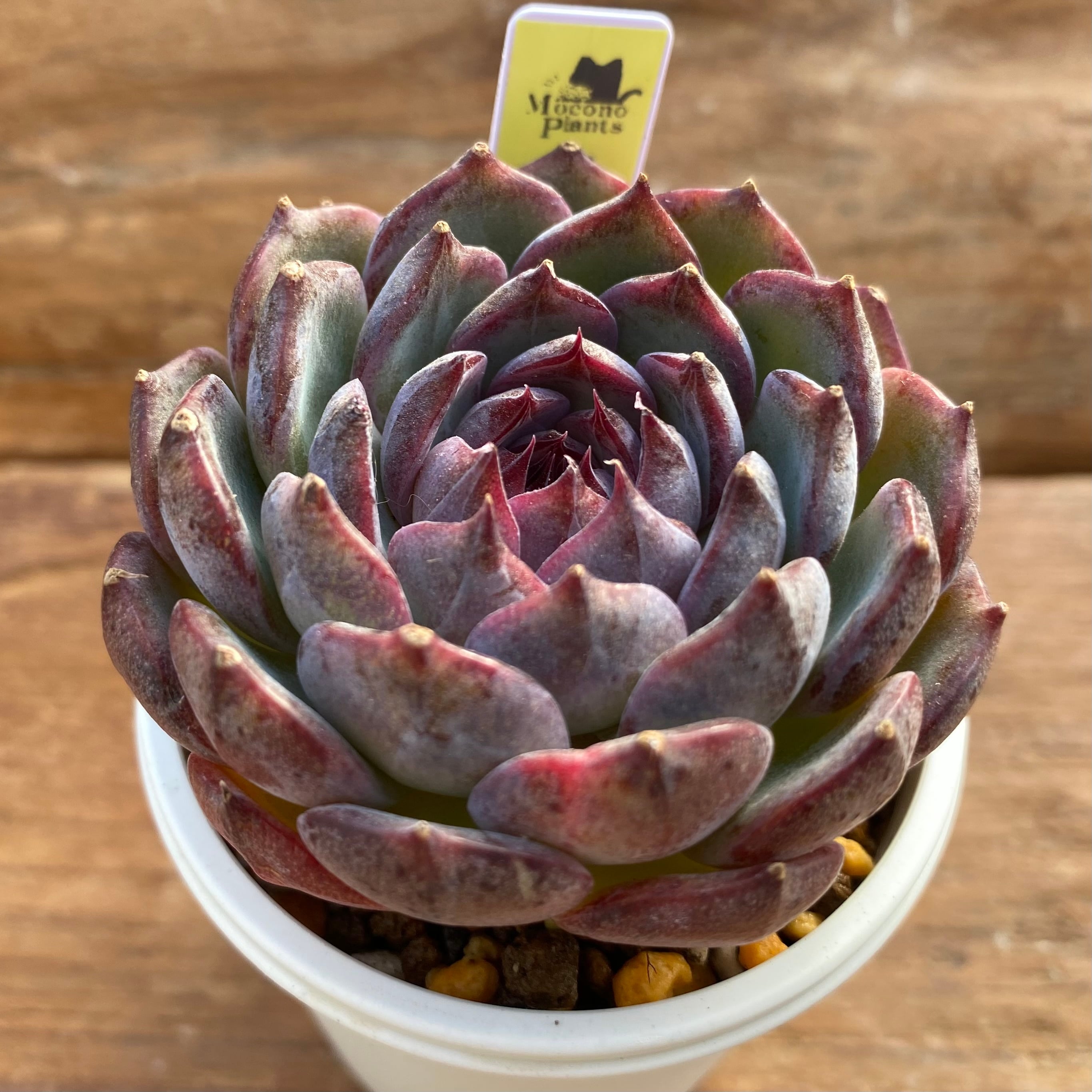 ハオルチア 狼蛛錦 | mocono_plants