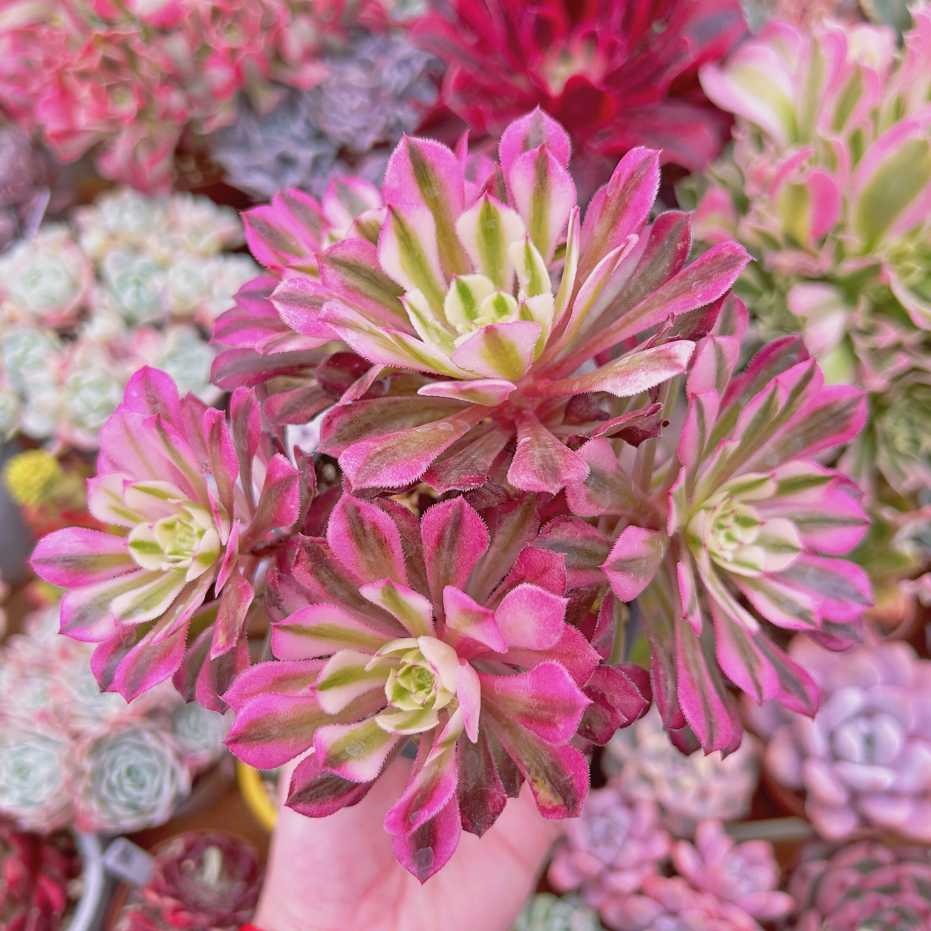 #540現物　多肉植物　Aeonium   ブラックチェリー　特大　抜き苗