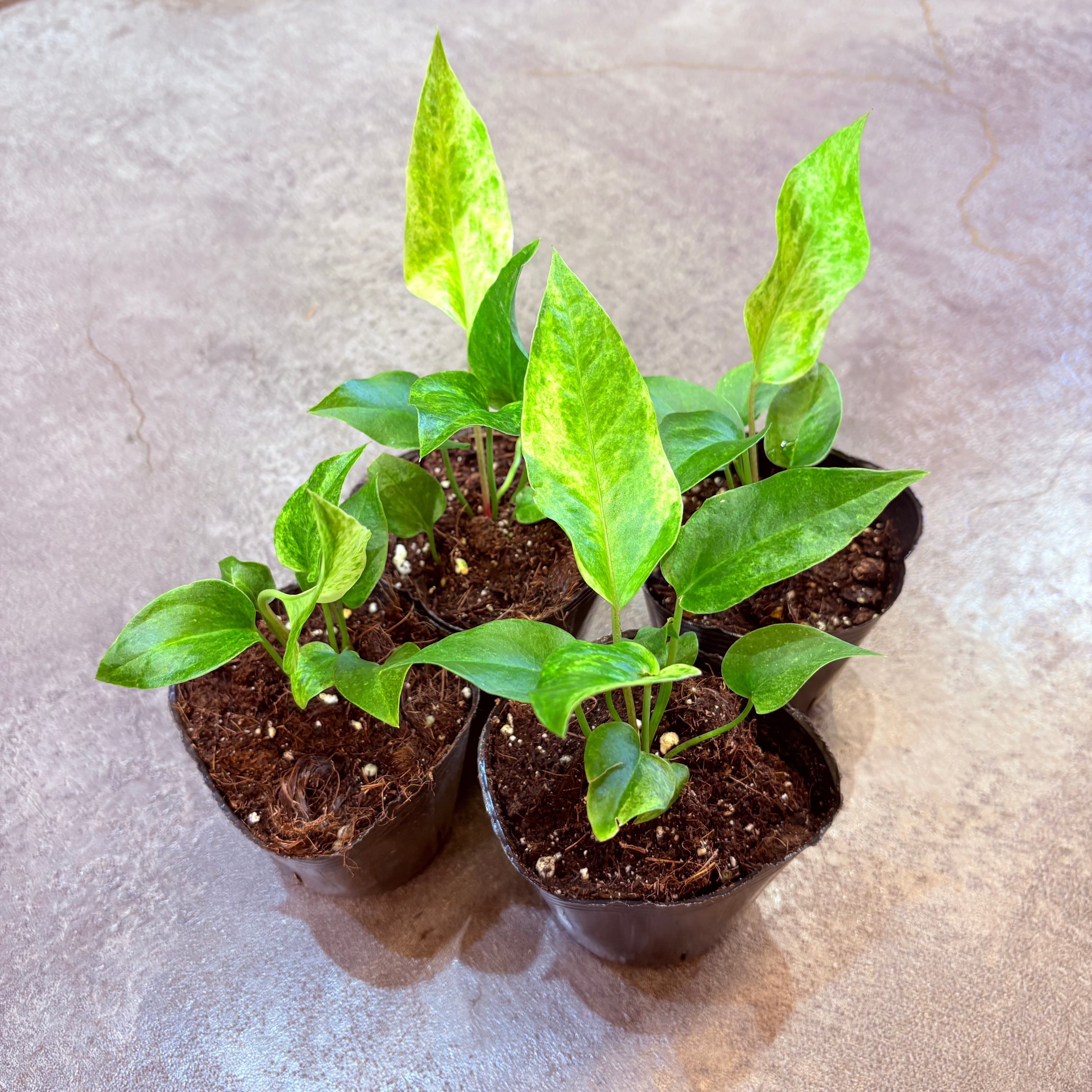 アンスリウム ルネッサンス イエローバリエガータ 3号 | Green Vibes