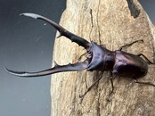 《メタリフェルホソアカ亜種フィナエ パープル系 76mm ペア》
