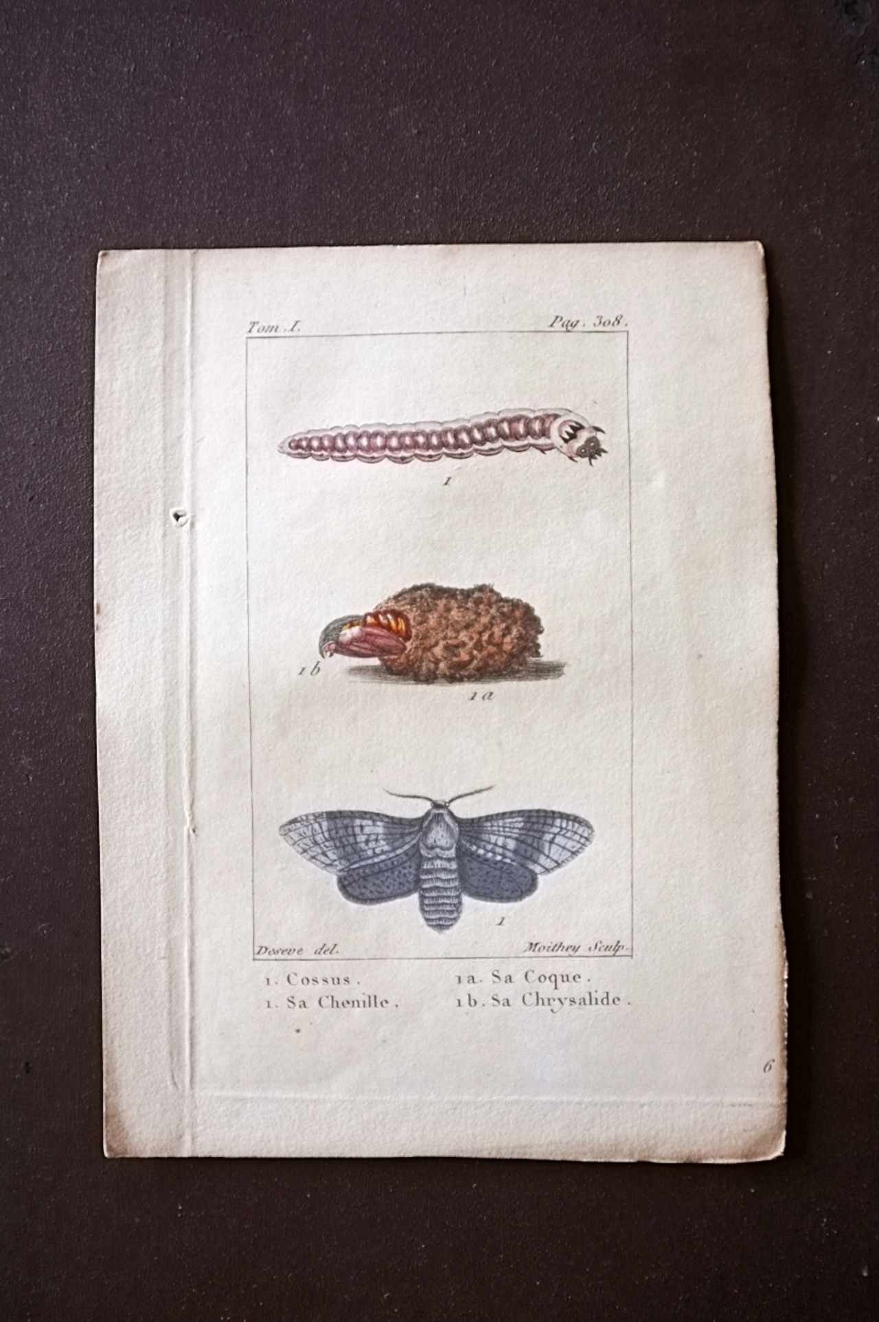 1780s フランス ビュフォン伯爵による蛾と幼虫の博物画b Buffon アンティーク