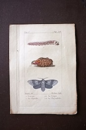 1780s フランス ビュフォン伯爵による蛾と幼虫の博物画b Buffon アンティーク
