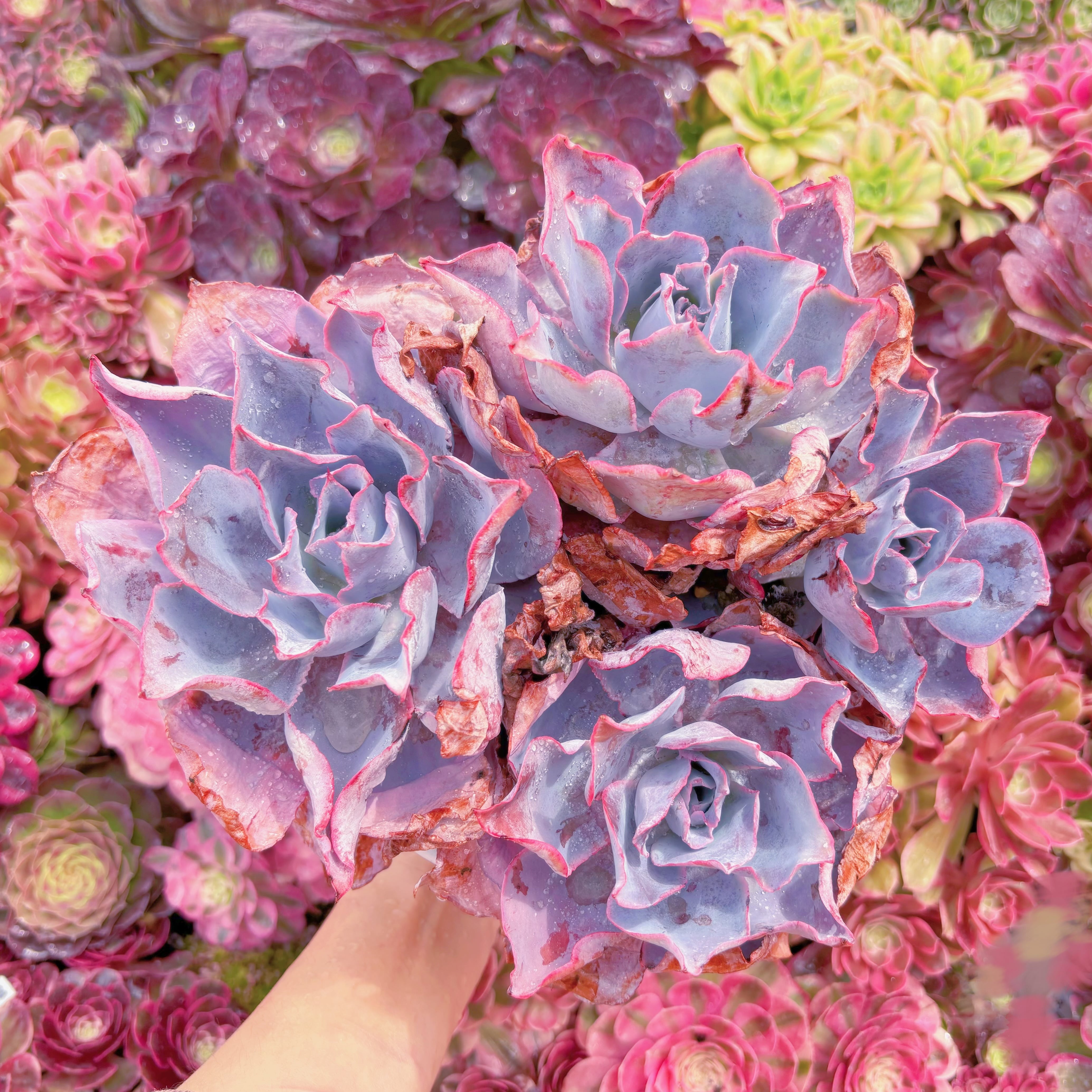 現品　アフターグロー#M235　特特大群生　るる農園