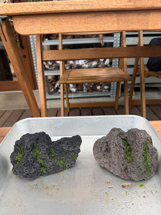 【ADA】初登場！モスロック小サイズ！ADA雲山石に初めからウィローモスが活着してます！おすすめ！
