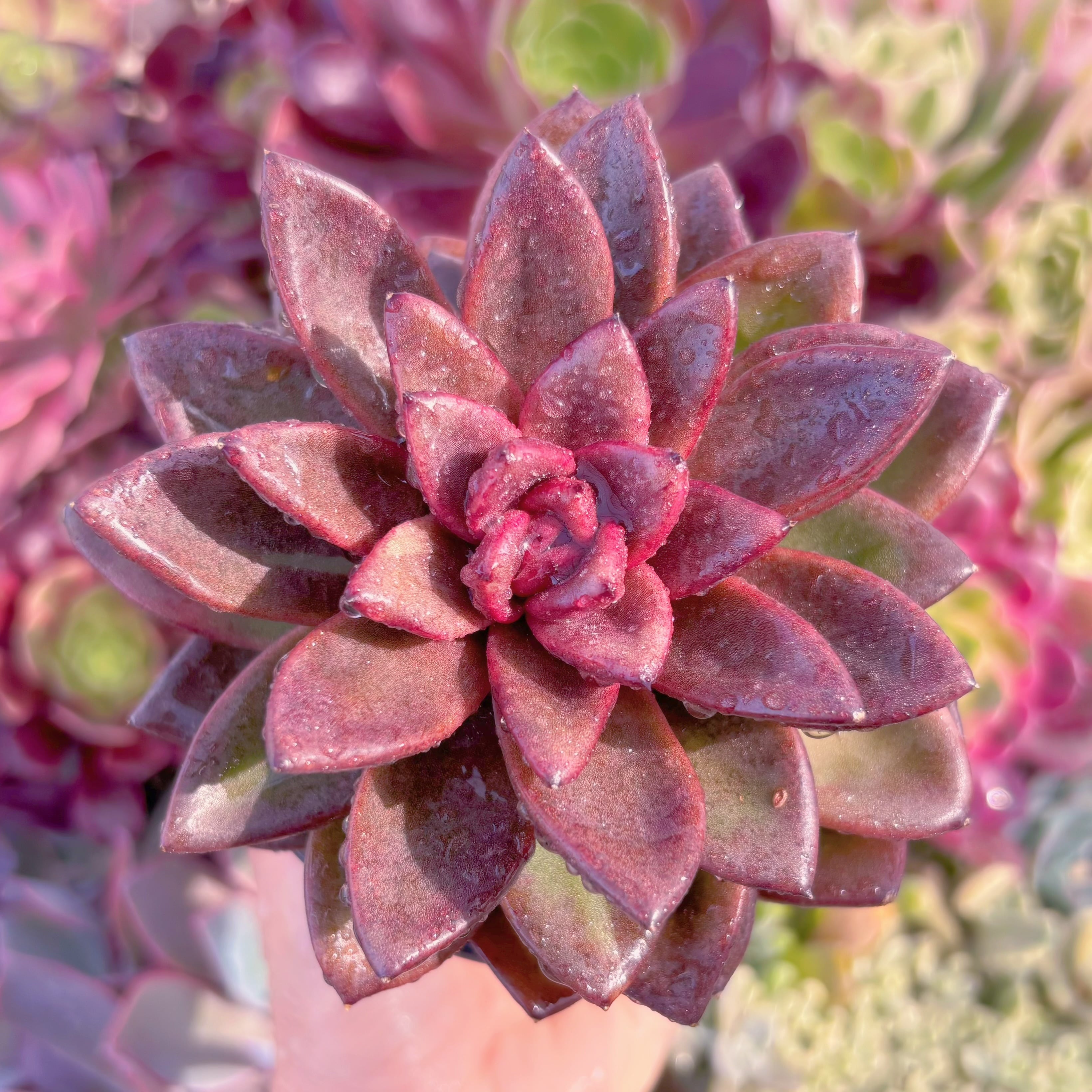 現品　パープルローズ#810　大苗　るる農園