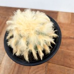 Lophophora diffusa【ロフォフォラ・デフューサ・HD-01】