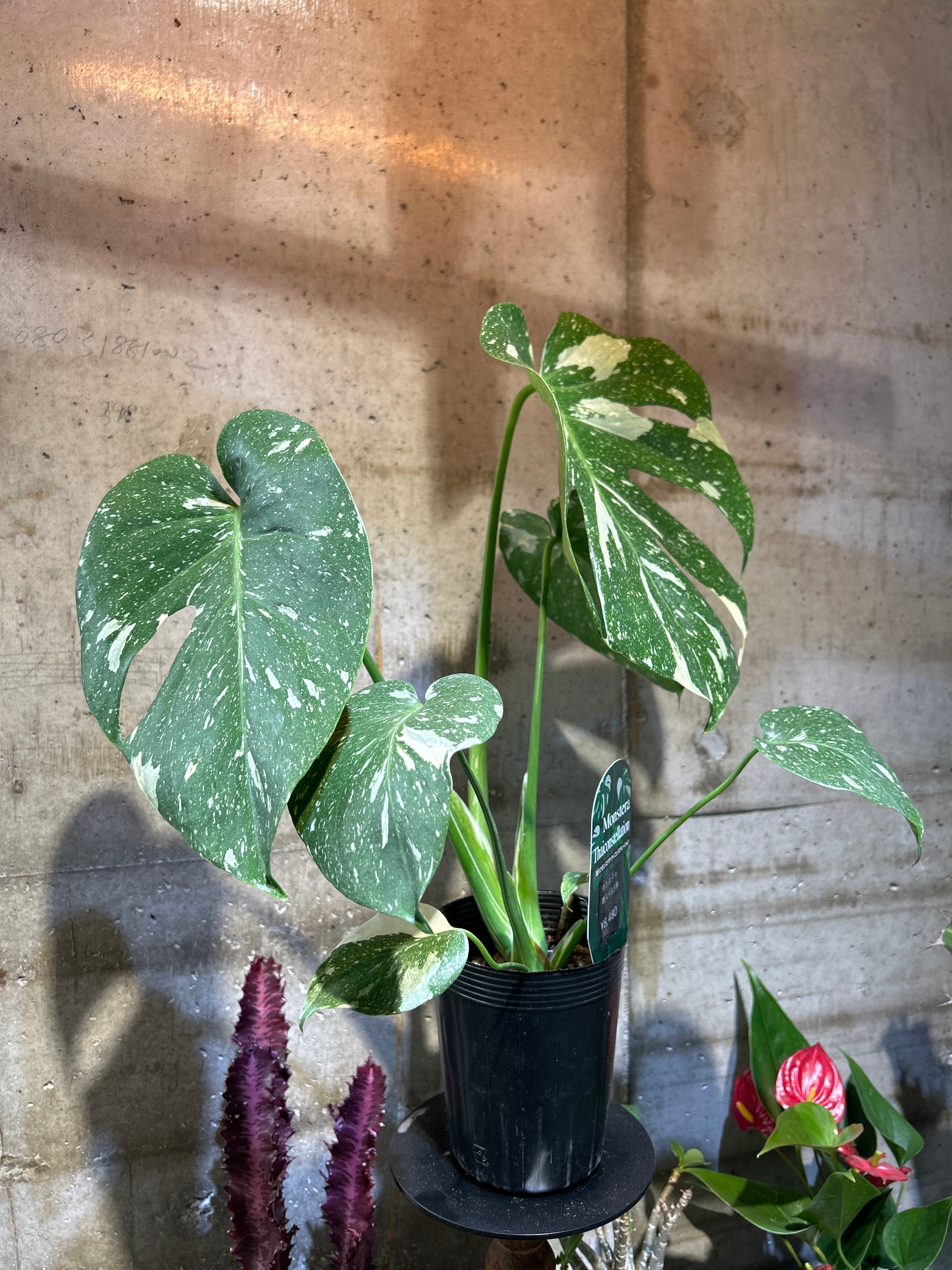 モンステラ 斑入り3.5号 | 植物との暮らし apricot