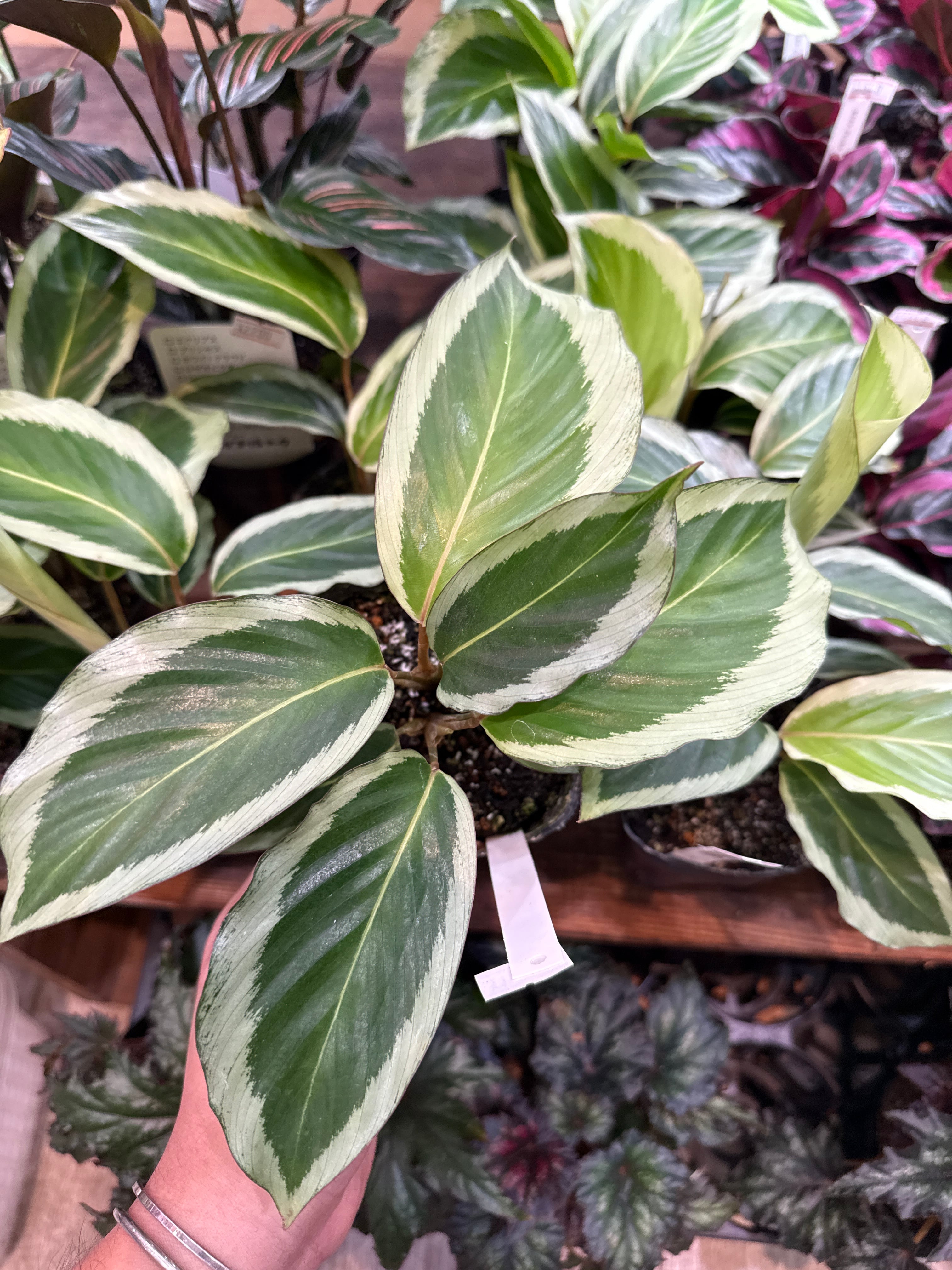 aglaonema 'medusa' | Gardenえん 【観葉熱帯植物】
