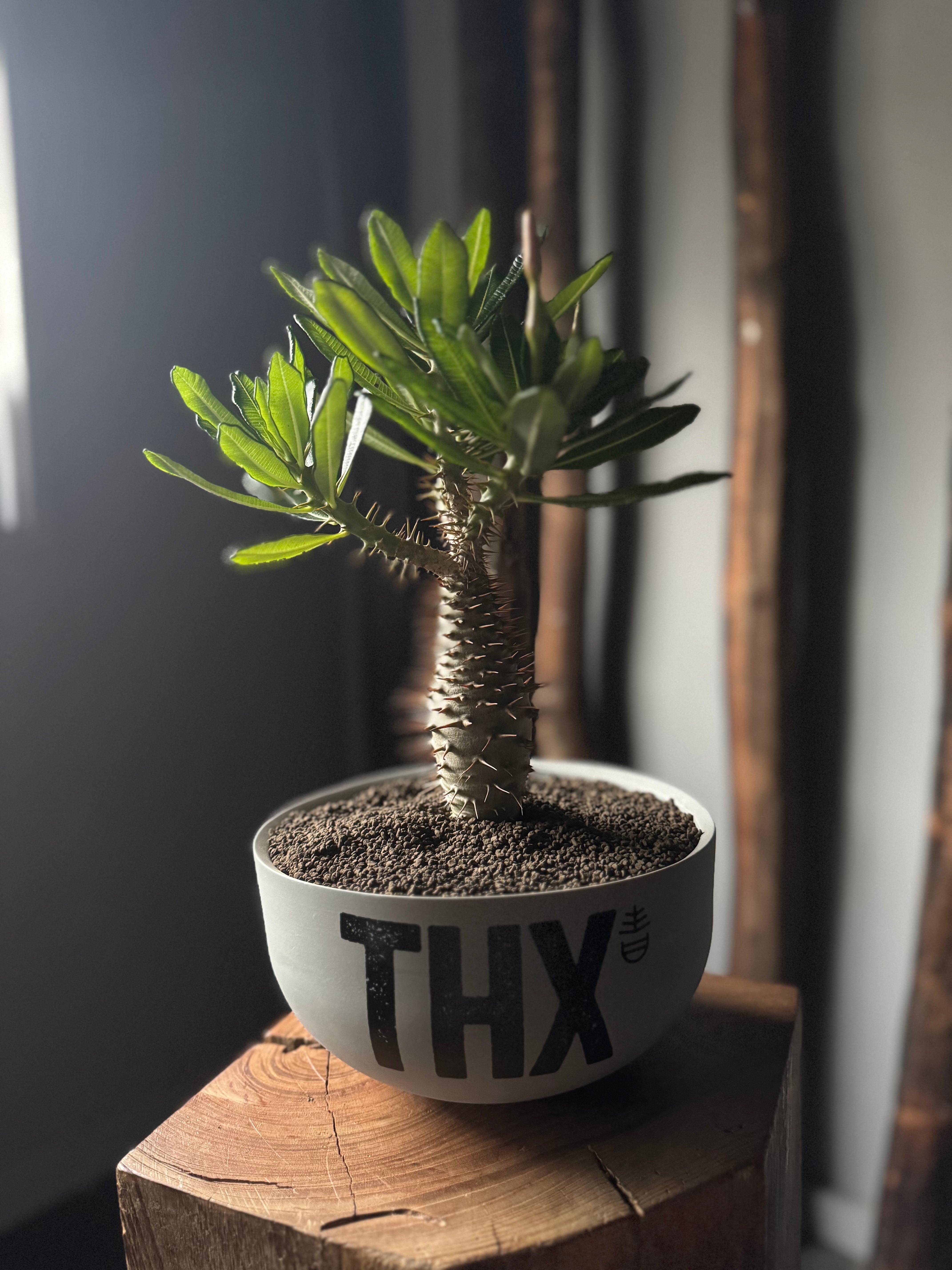 Hime valiem aobozu シルクスクリーン 新着】Pachypodium ambongense × VALIEM GHOST“THX鉢”青坊主別注 Gray
