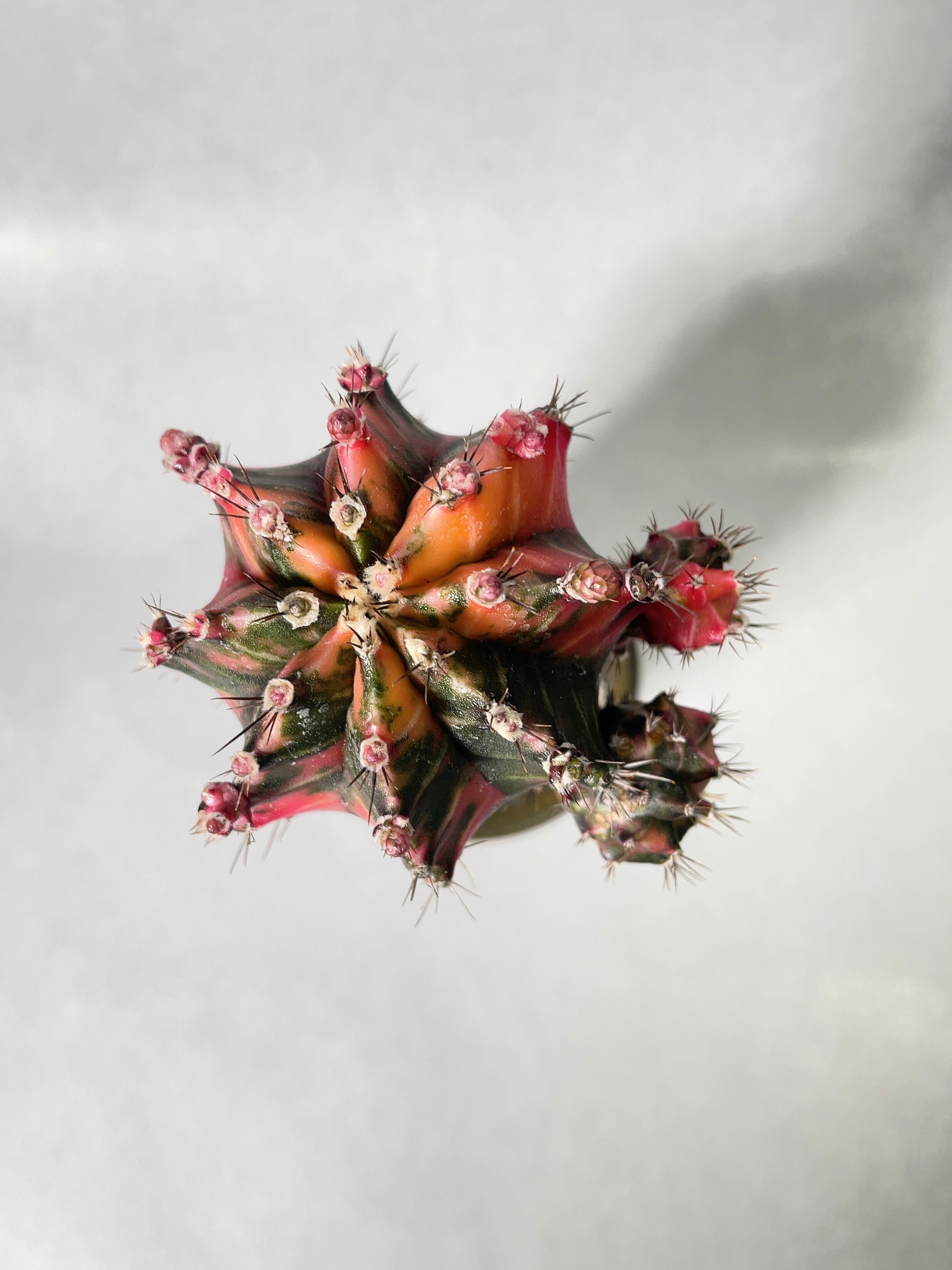 ギムノカリキウム・緋牡丹錦 | trigger