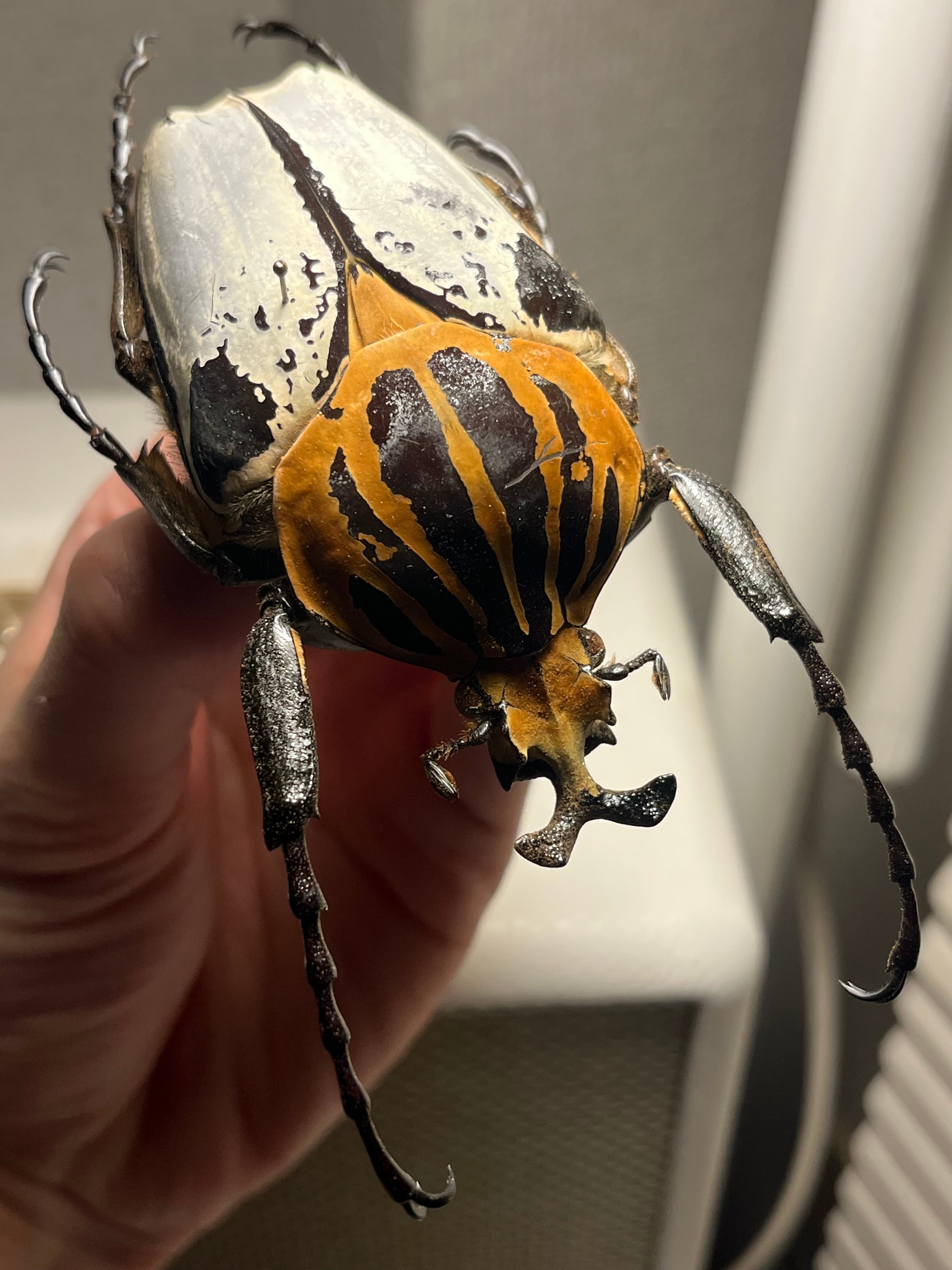 カタモンオオツノハナムグリ標本 genus_goliathus2.jpg