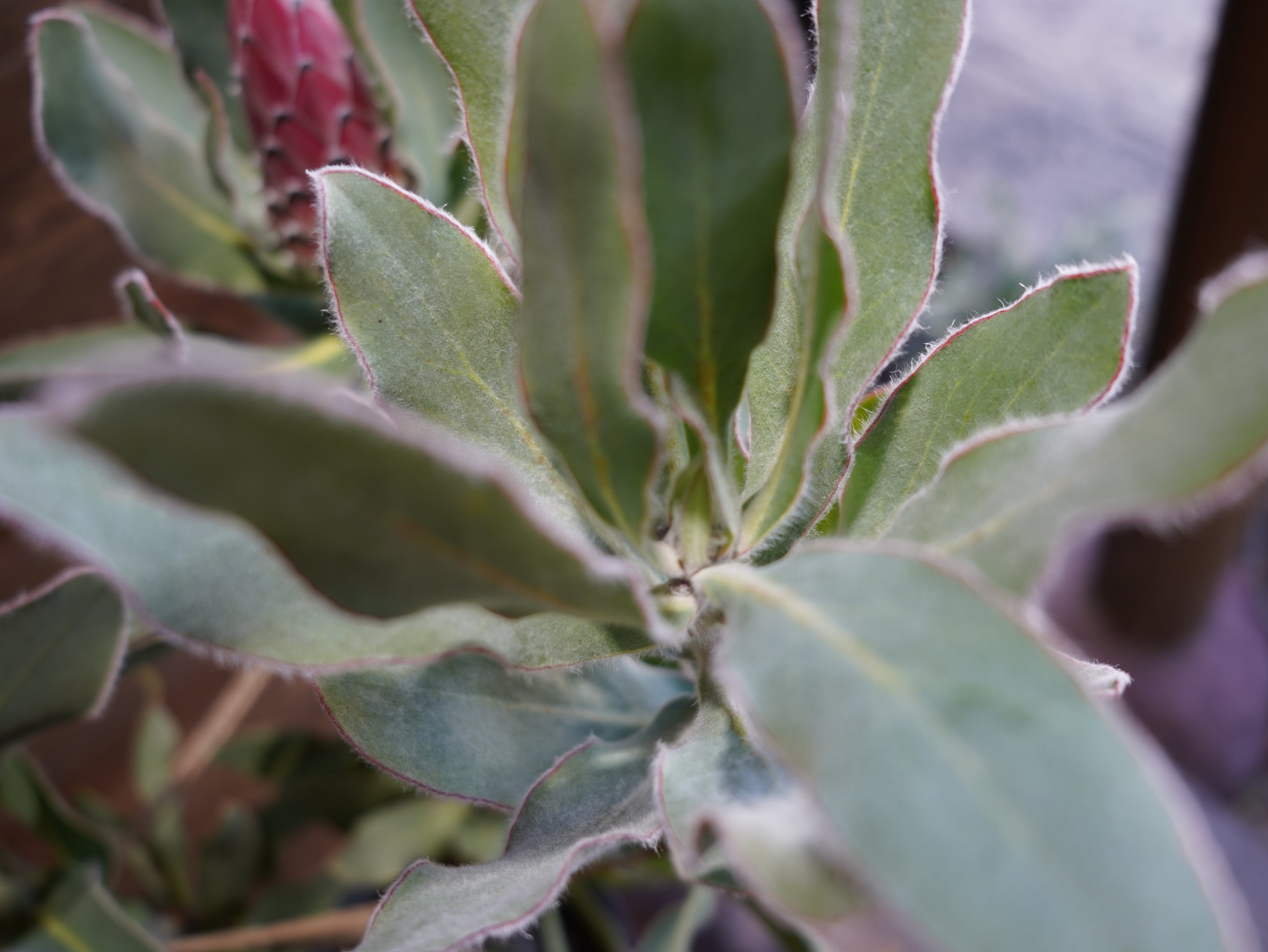 【現物】プロテア "ピンクプリンセス"