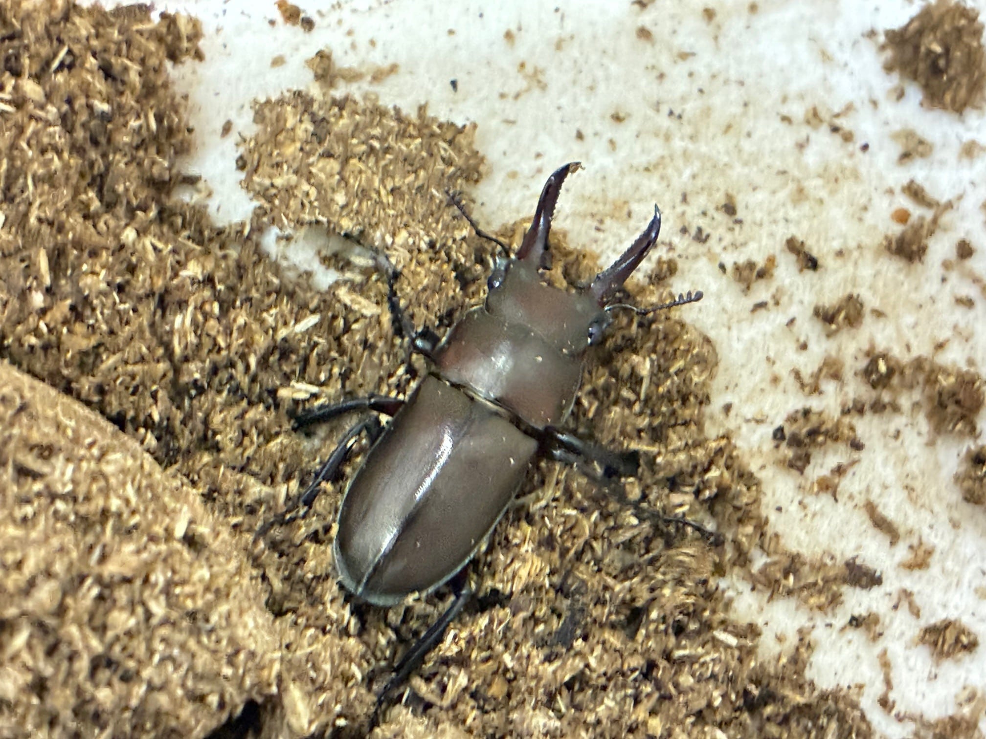 アマミミヤマクワガタ成虫ペア | ookuwaland