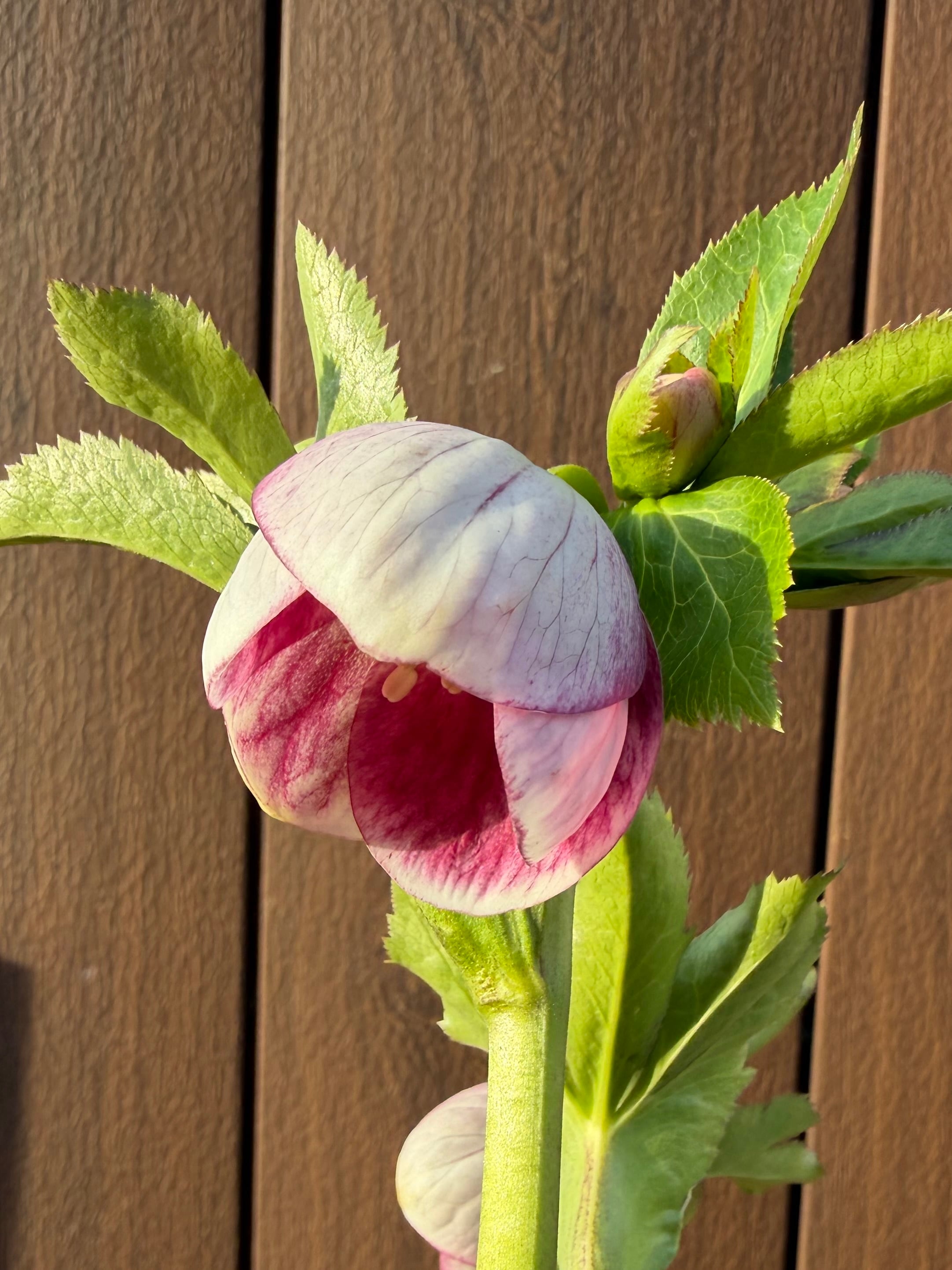 パステリッシュストレイン 大和園 クリスマスローズ【Ya03】送料無料