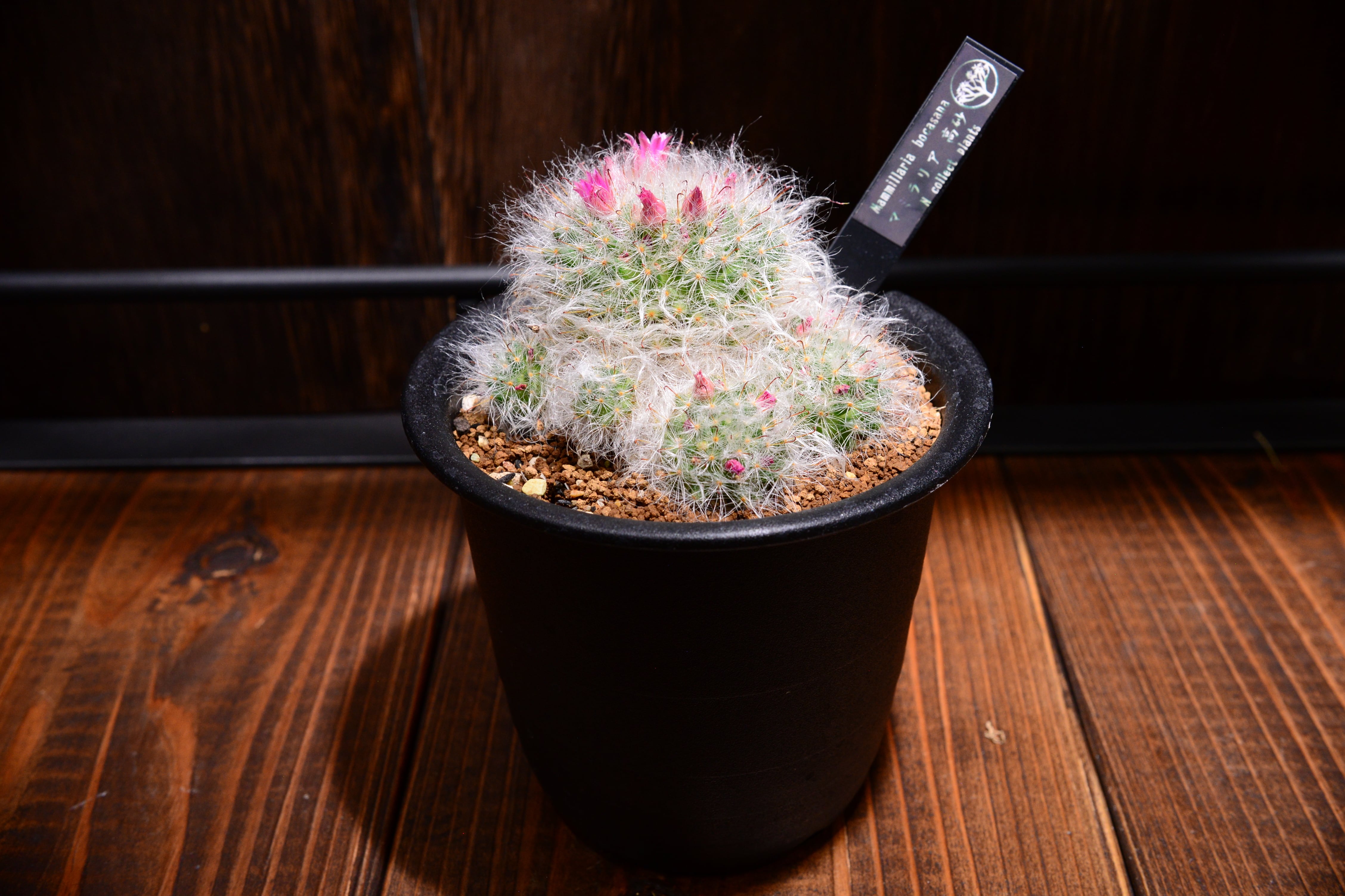 マミラリア ジョンスト二ー 鉢底から高さ約27cm マミラリア 高砂 | N collect plants