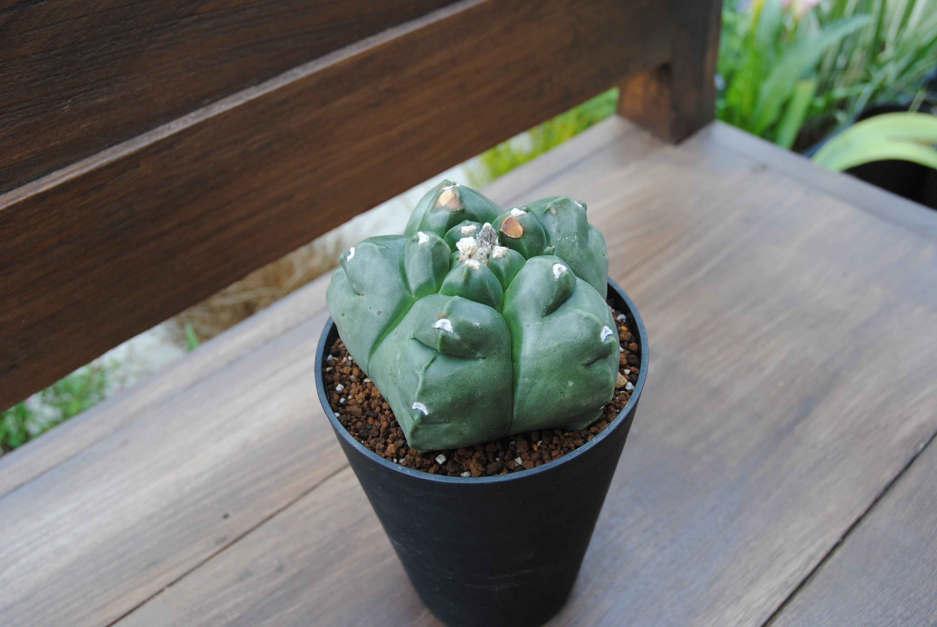 Astrophytum sp. アストロフィツム 亀甲ヘキラン サボテン | plants