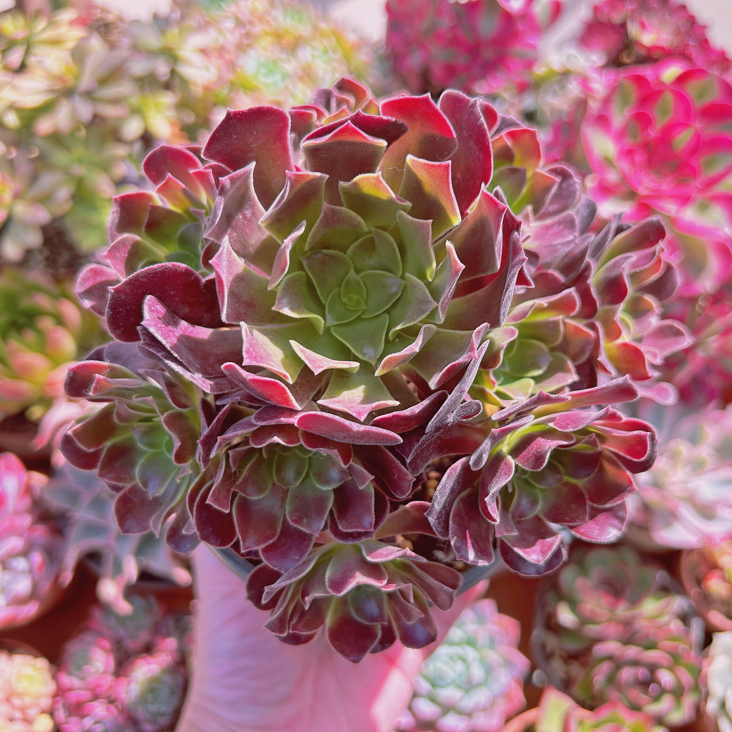 多肉植物　Aeonium  Velour European  6～9頭　特大群生　