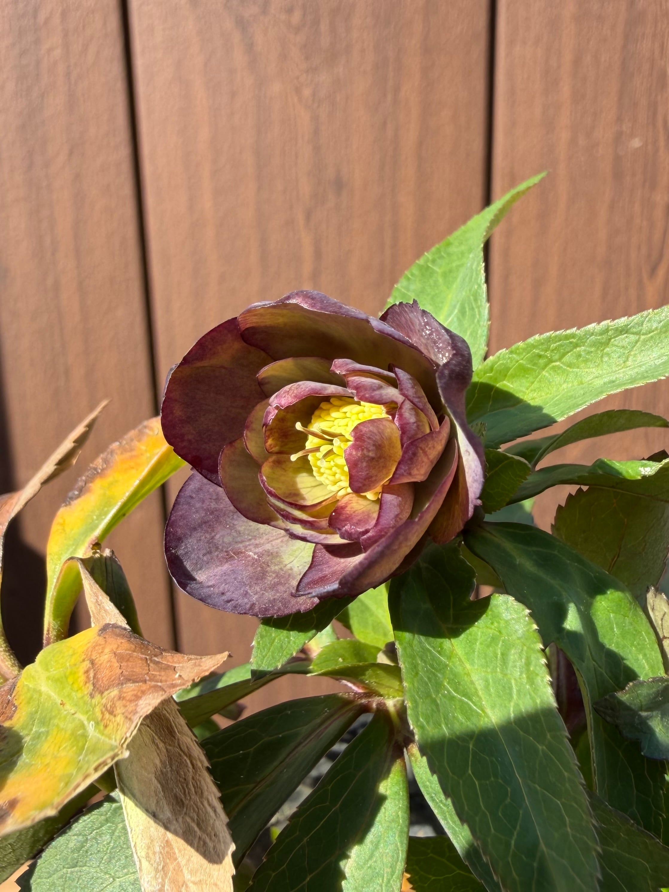 トルカ系ddオーレアhyb. ※非オーレア 大木ナーサリー クリスマスローズ