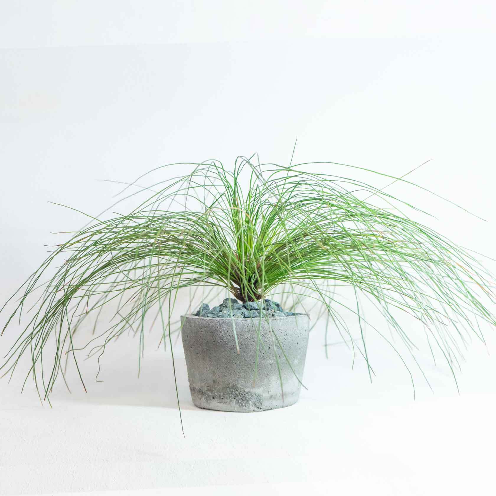 ＼送料無料／≪ 観葉植物 ≫お庭やベランダで育てる大王松の鉢植え／｜無機質でどんな場所とも相性のいい手作りモルタル鉢