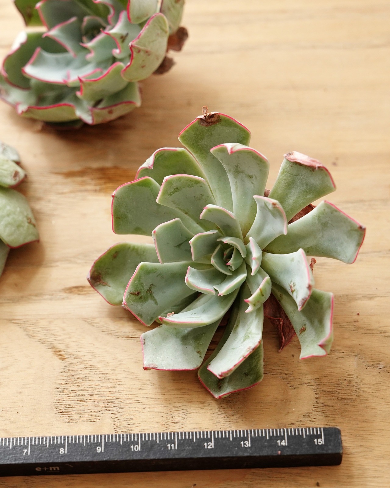 発根済カット苗 ストリクチフローラ M Echeveria strictiflora