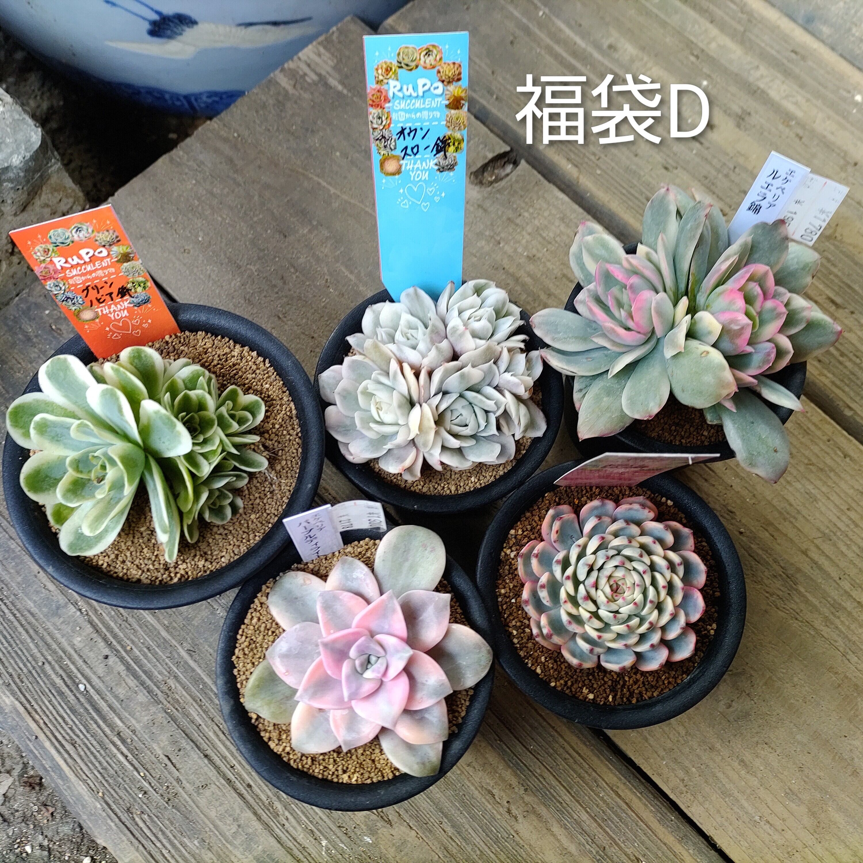 多肉植物　ブラックストライプ錦 多肉植物 ブラックストライプ錦 多肉植物 ブラックストライプ錦 多肉