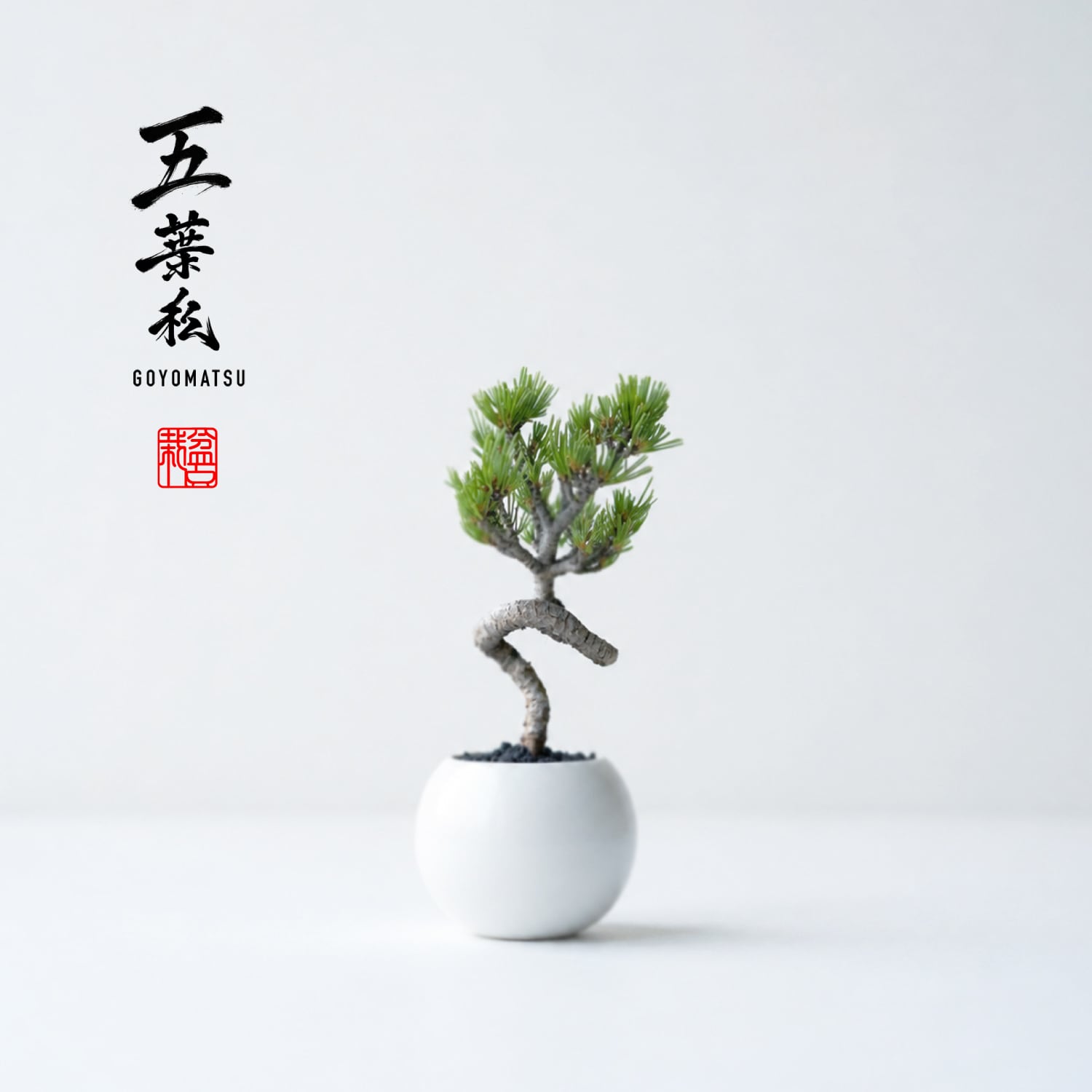 五葉松(ゴヨウマツ)Sサイズ