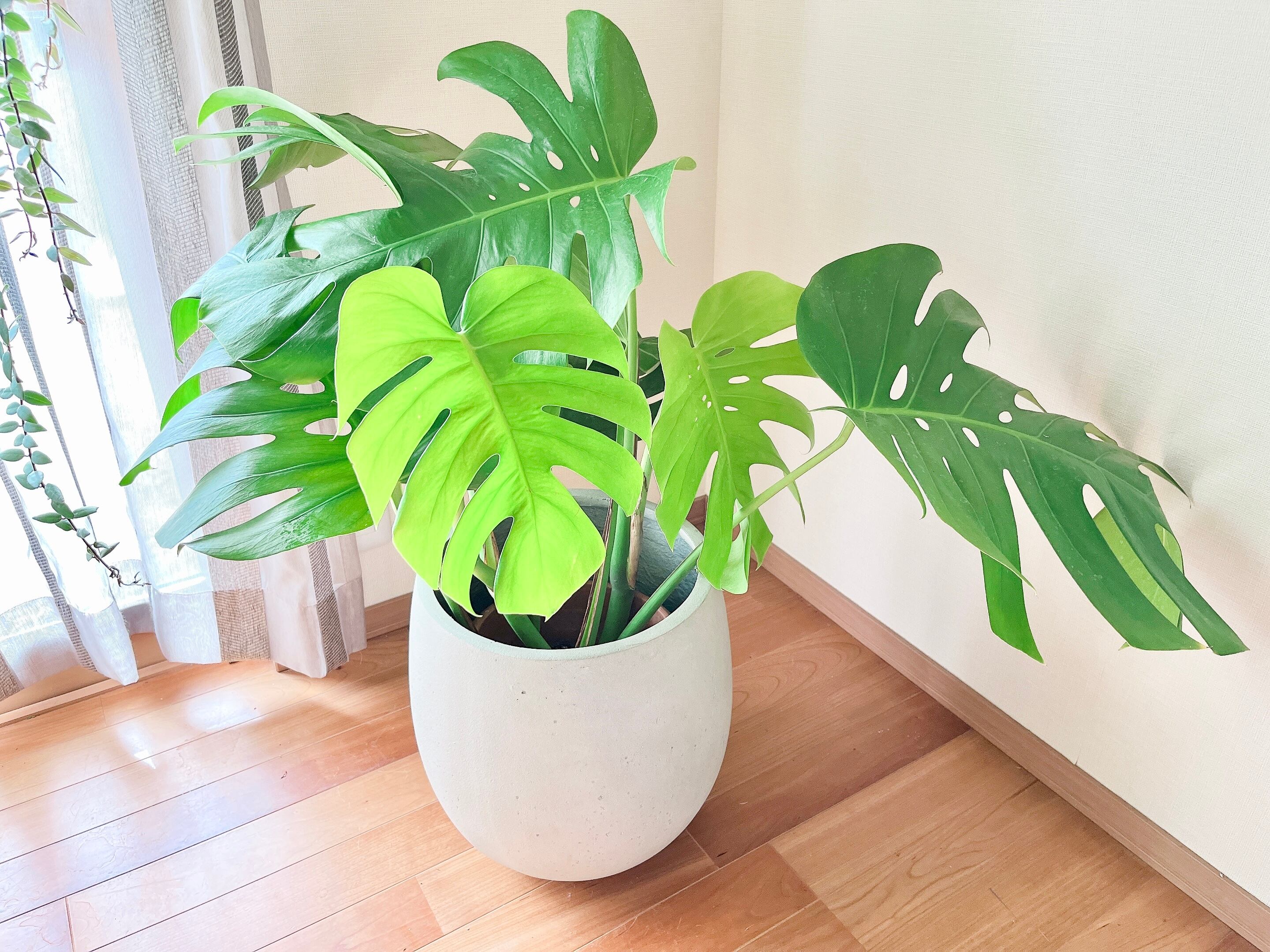 贅沢屋の 現品発送 観葉植物 室内 送料込み 大葉 幹立ち モンステラ 植物 観葉植物 Www Smithsfalls Ca