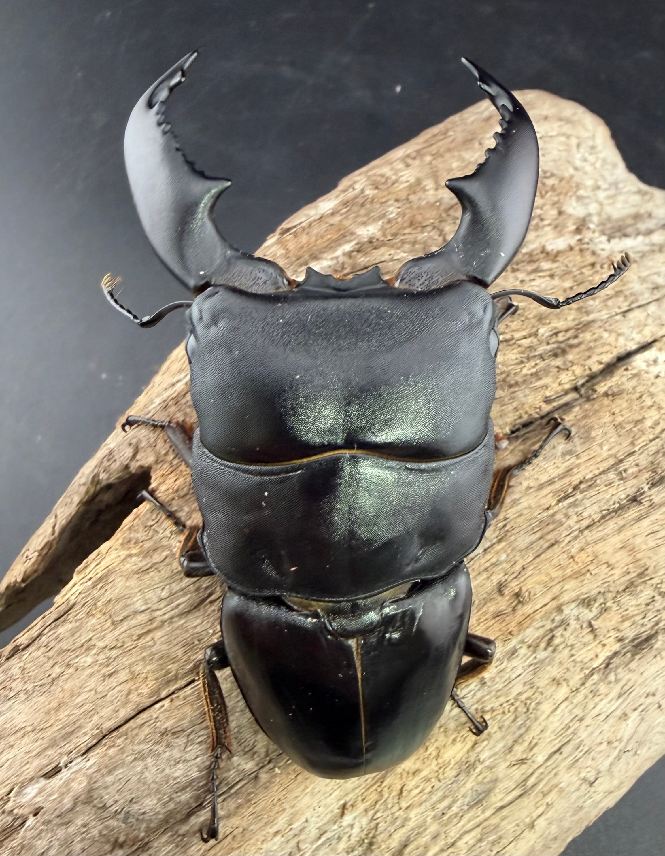 スマトラオオヒラタ クロブスター血統 85mm ペア》 | KPW公式