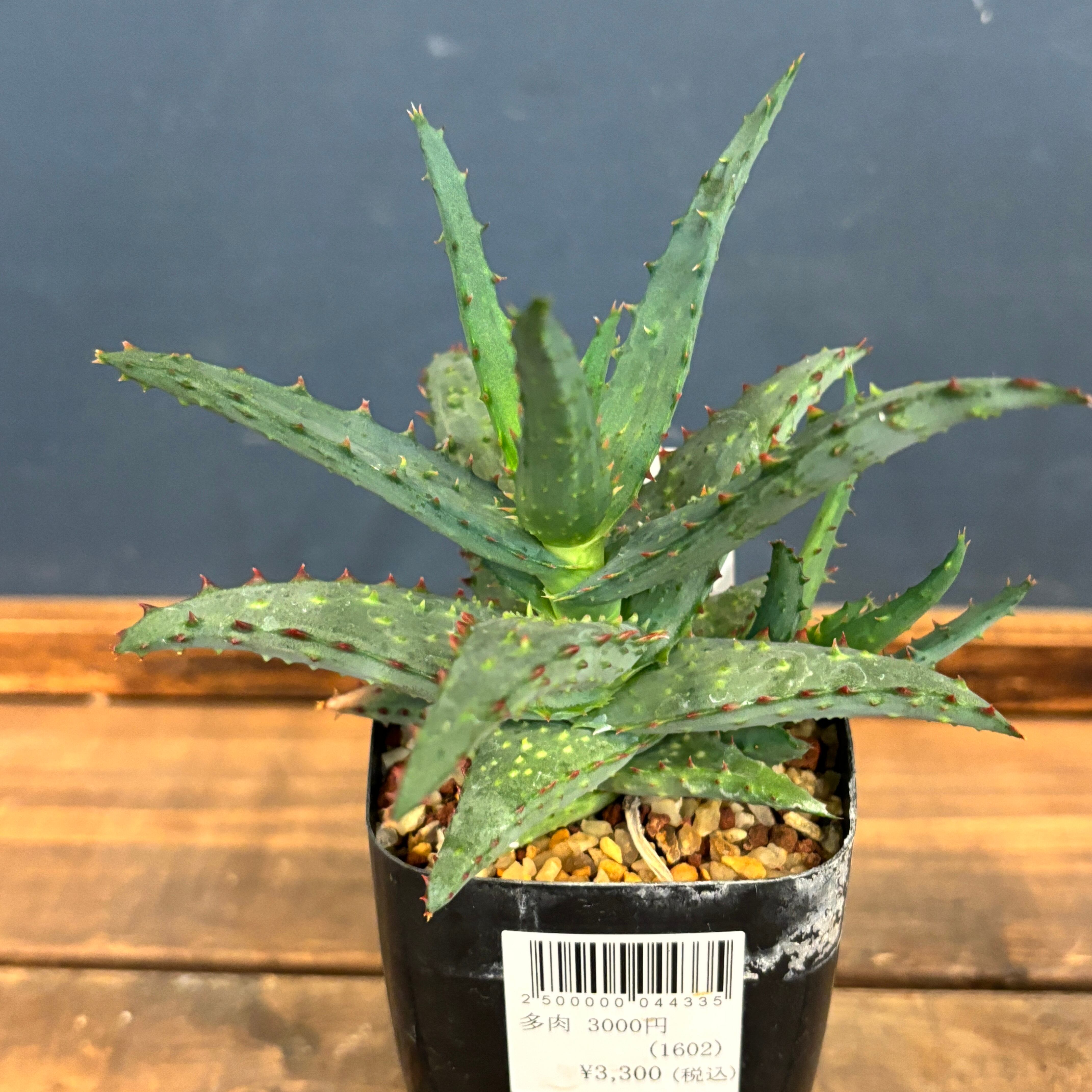 その他多肉植物 Natural 楽天市場】多肉植物 botエケベリア No.06 鷹の刃 多肉植物