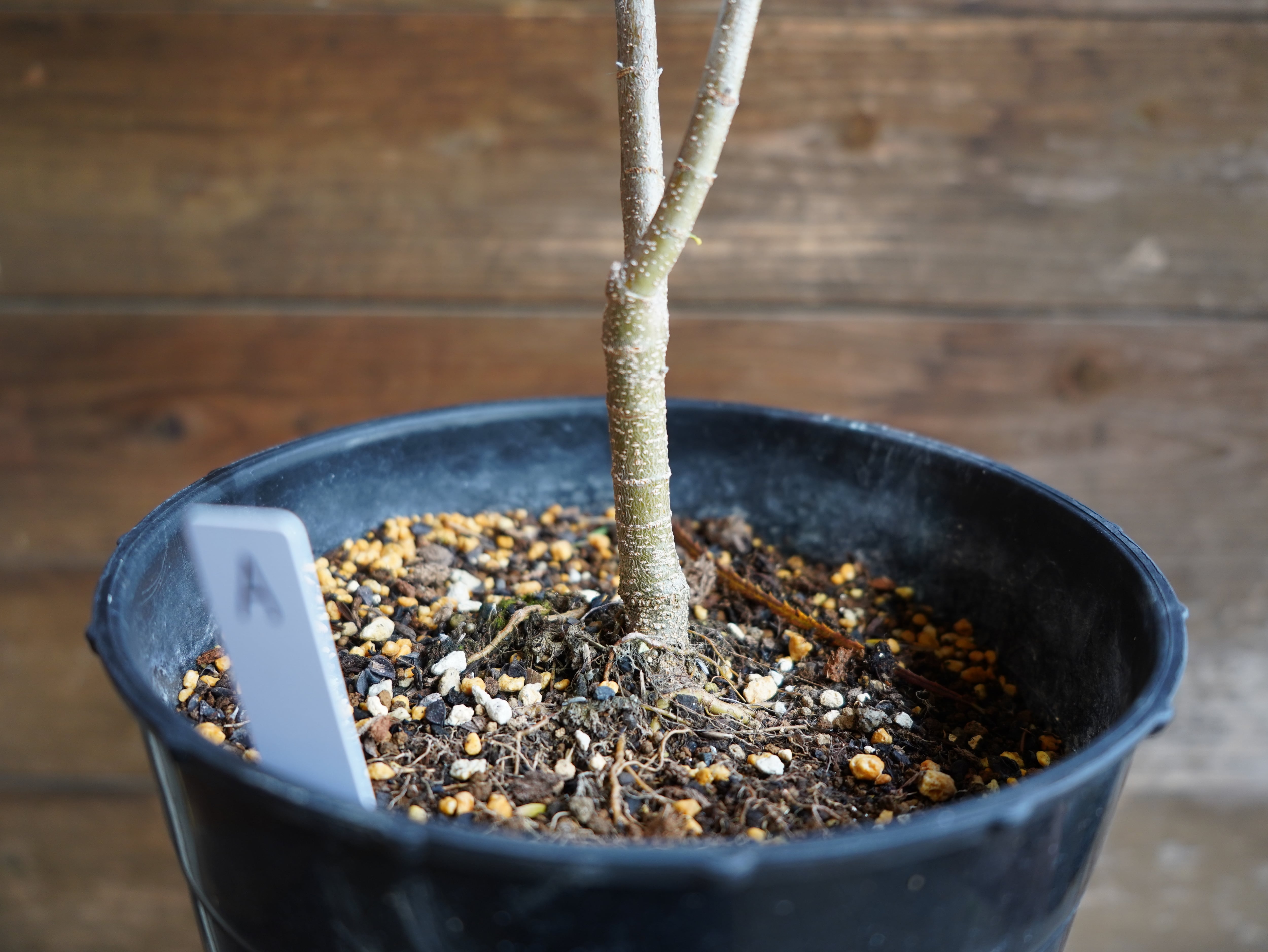 【現物】バンクシア　”セミヌダ”　A