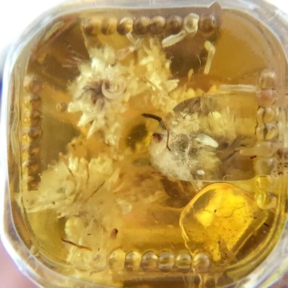 残り僅か 成功 自信 第３チャクラ ソーラー プレクサスチャクラ アンシェントメモリーオイル メモリーオイルの専門店 しばたともこ