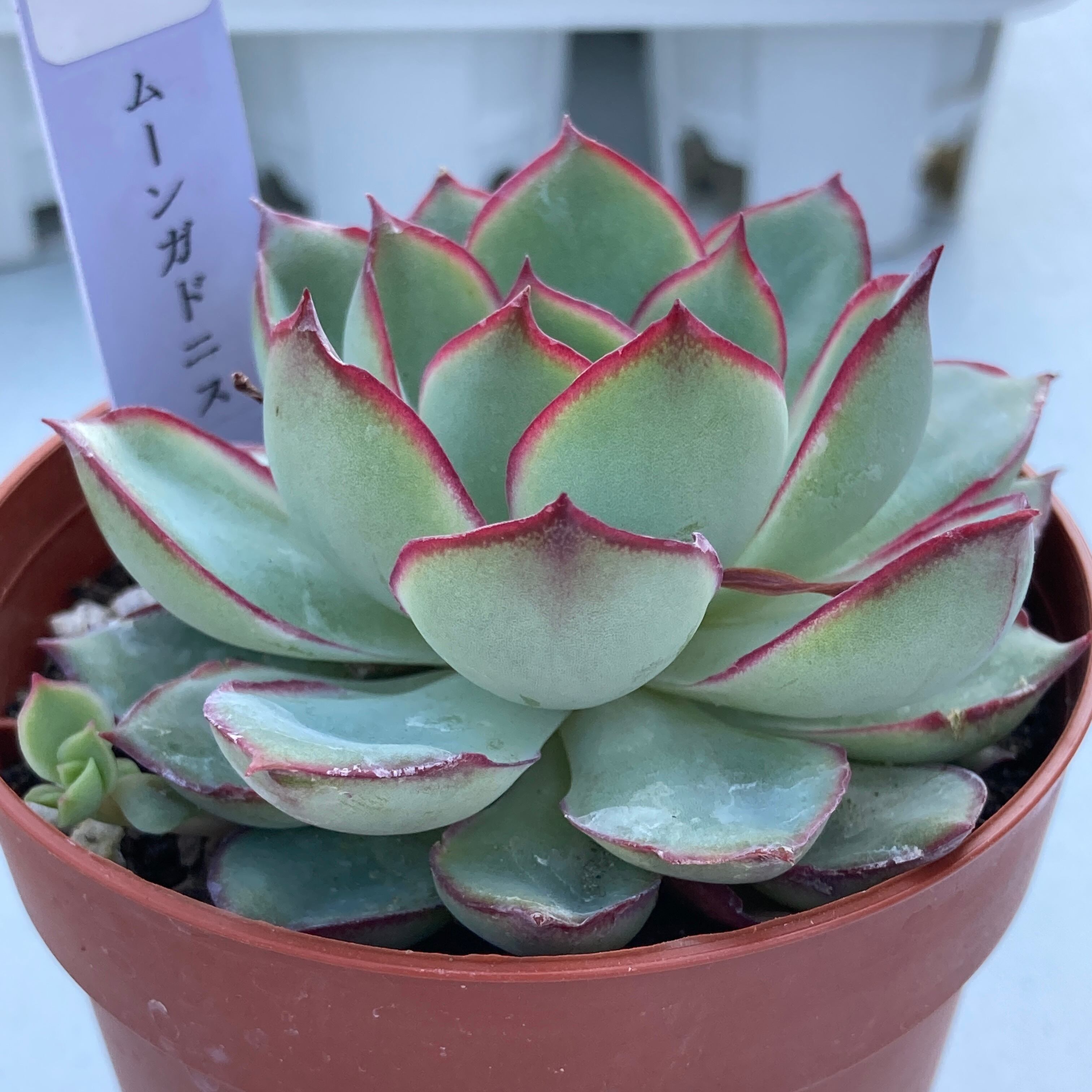 多肉植物   ムーンガドニス覆輪錦 葉の縁に赤が入った斑入り多肉 ムーンガドニス錦｜園芸日記by