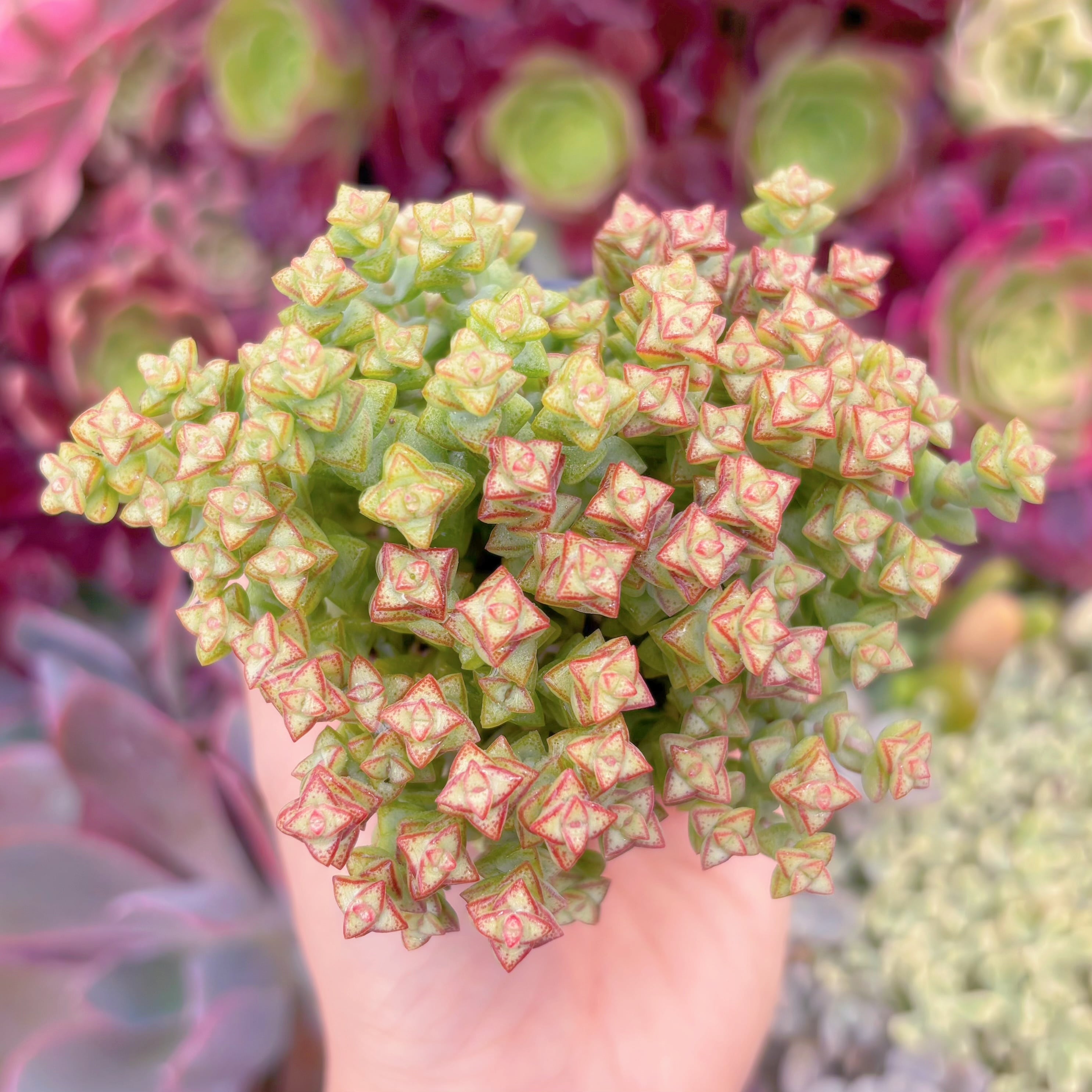 現品　小米星#F236　るる農園