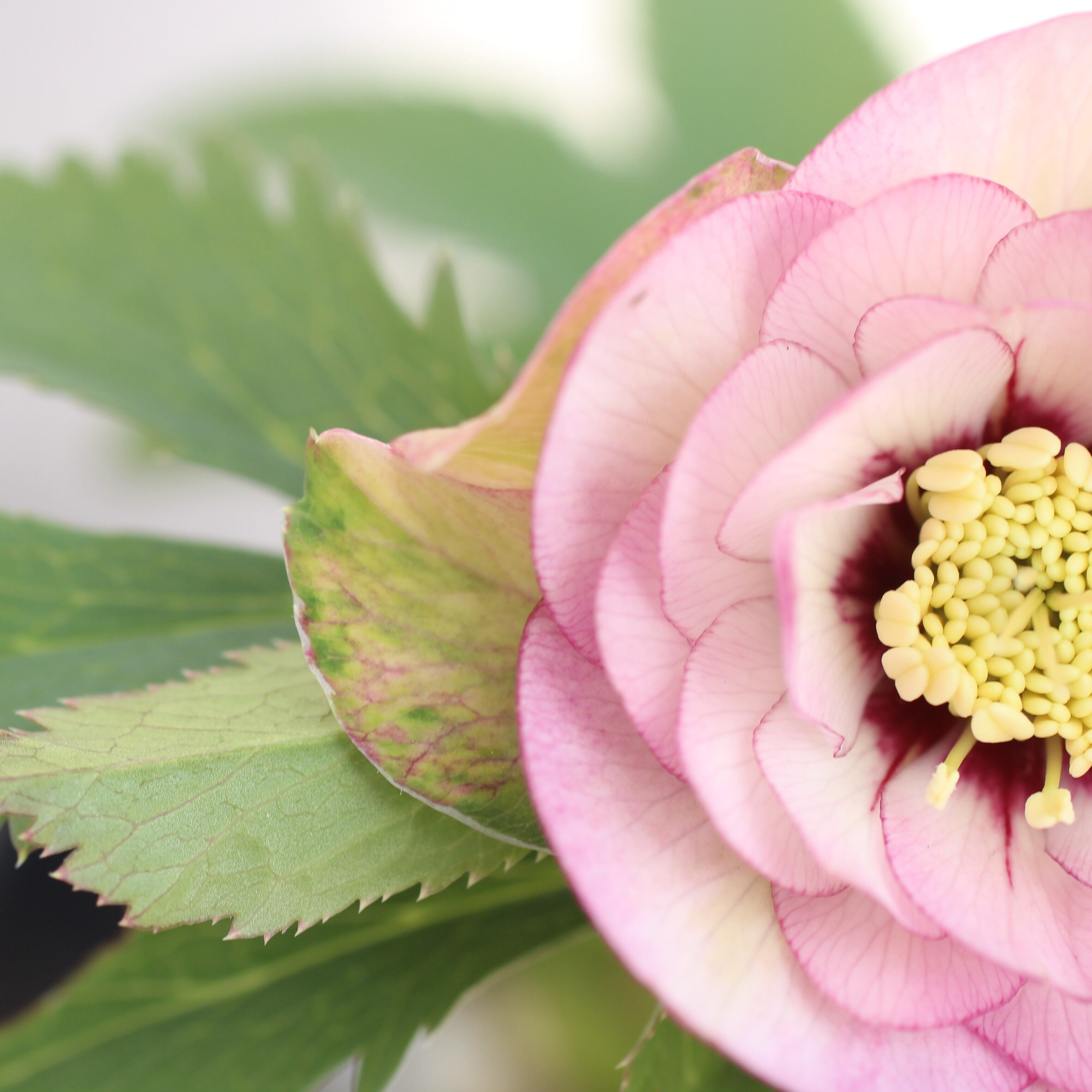 WS26-003 クリスマスローズ ウィンターシンフォニー 桃色の静ダブル