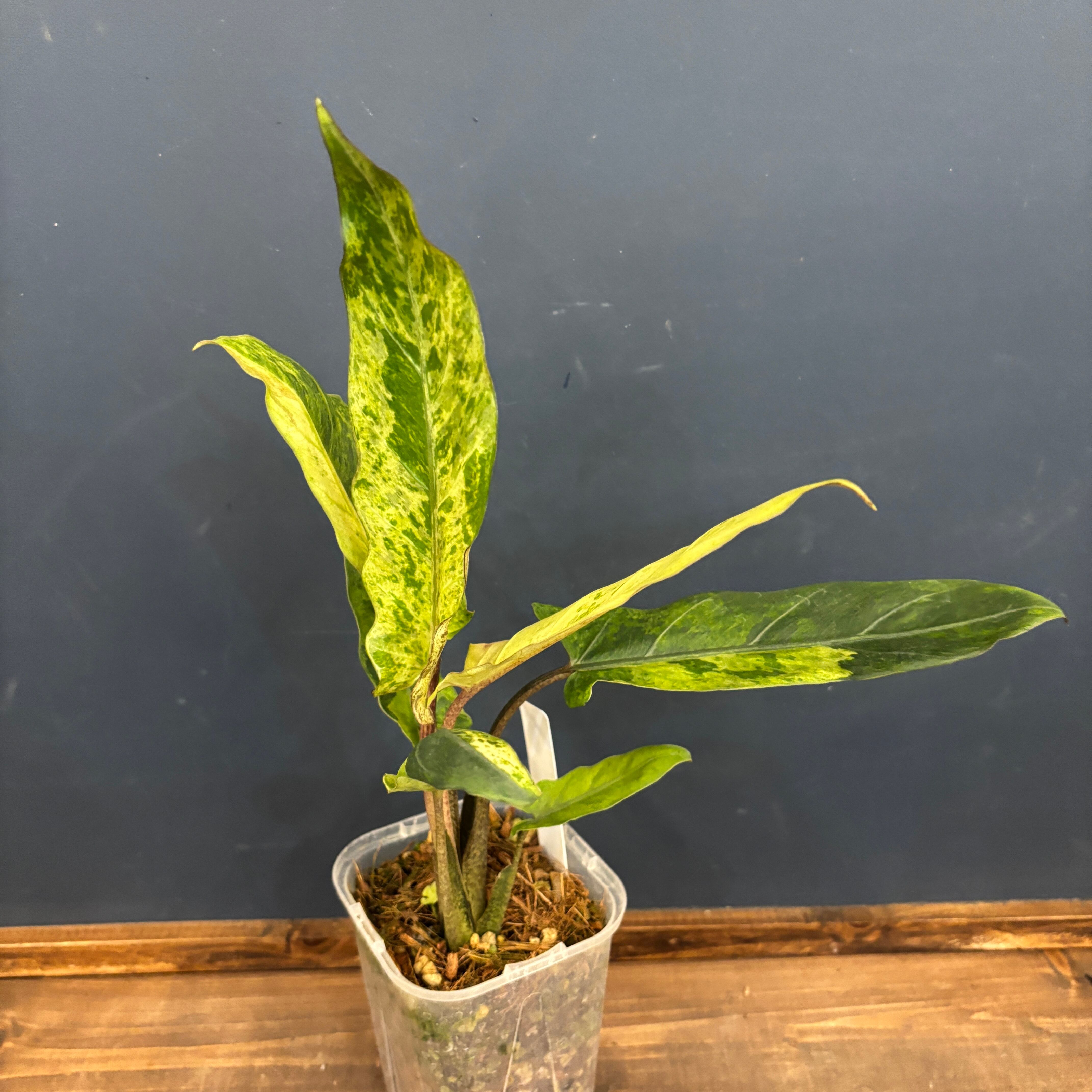 が*る様 アロカシア シンポ アルボバリエガータ 【希少斑入り