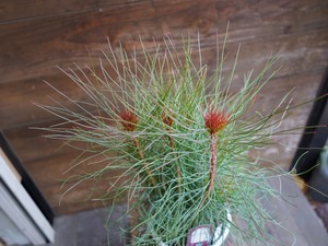 【現物】オーラックス　カンセラータ　”ブロンズヘイズ”　B