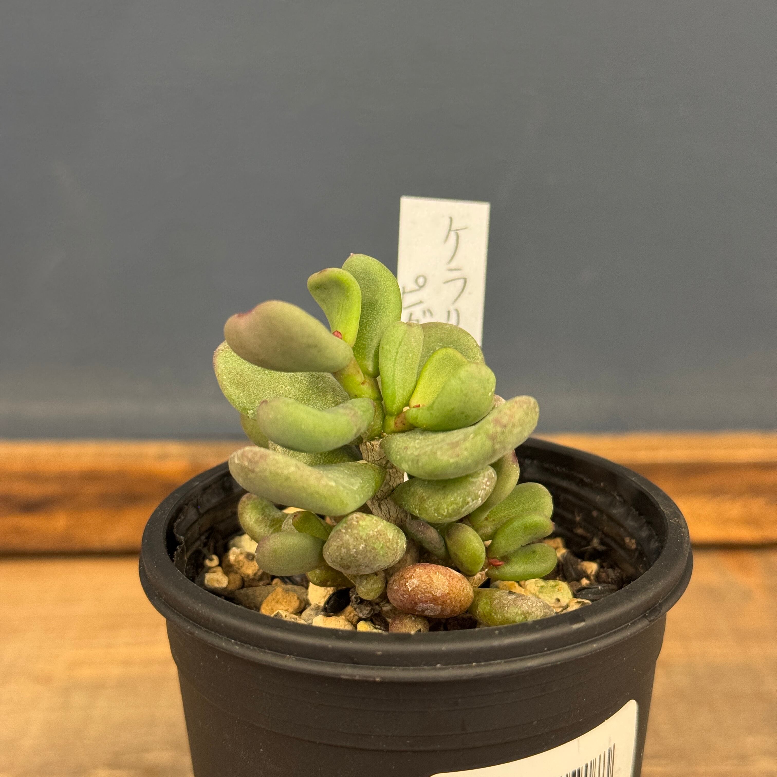 ケラリア ピグマエア【505】 | PROTOLEAF プロトリーフ