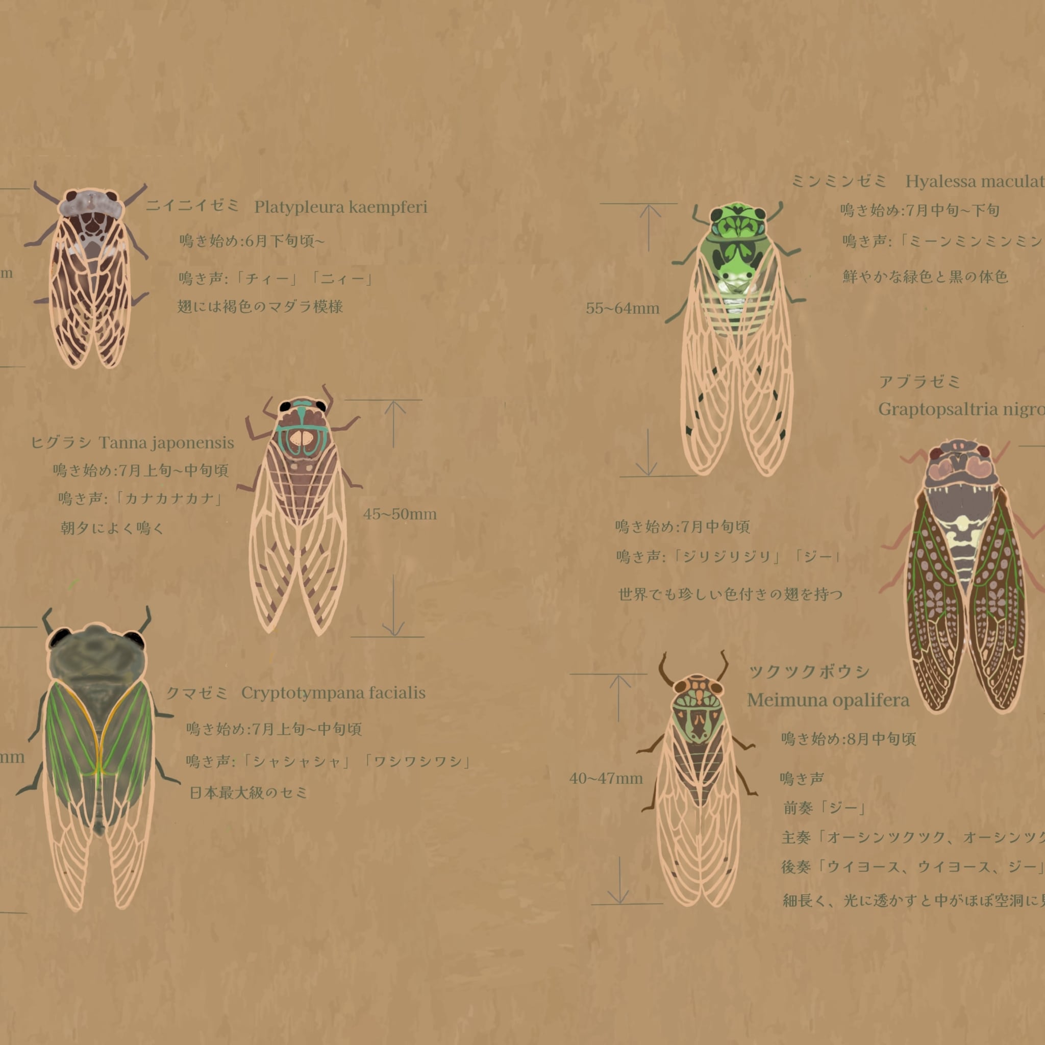夏を鳴く　6種類の蝉｜イラストペーパー(ダウンロード版)