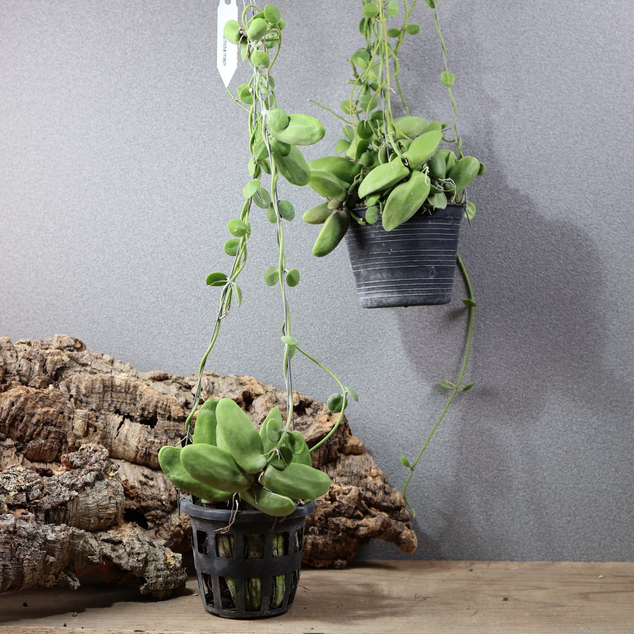 ALL ITEM | MARX PLANTS | 観葉植物・多肉植物・塊根植物