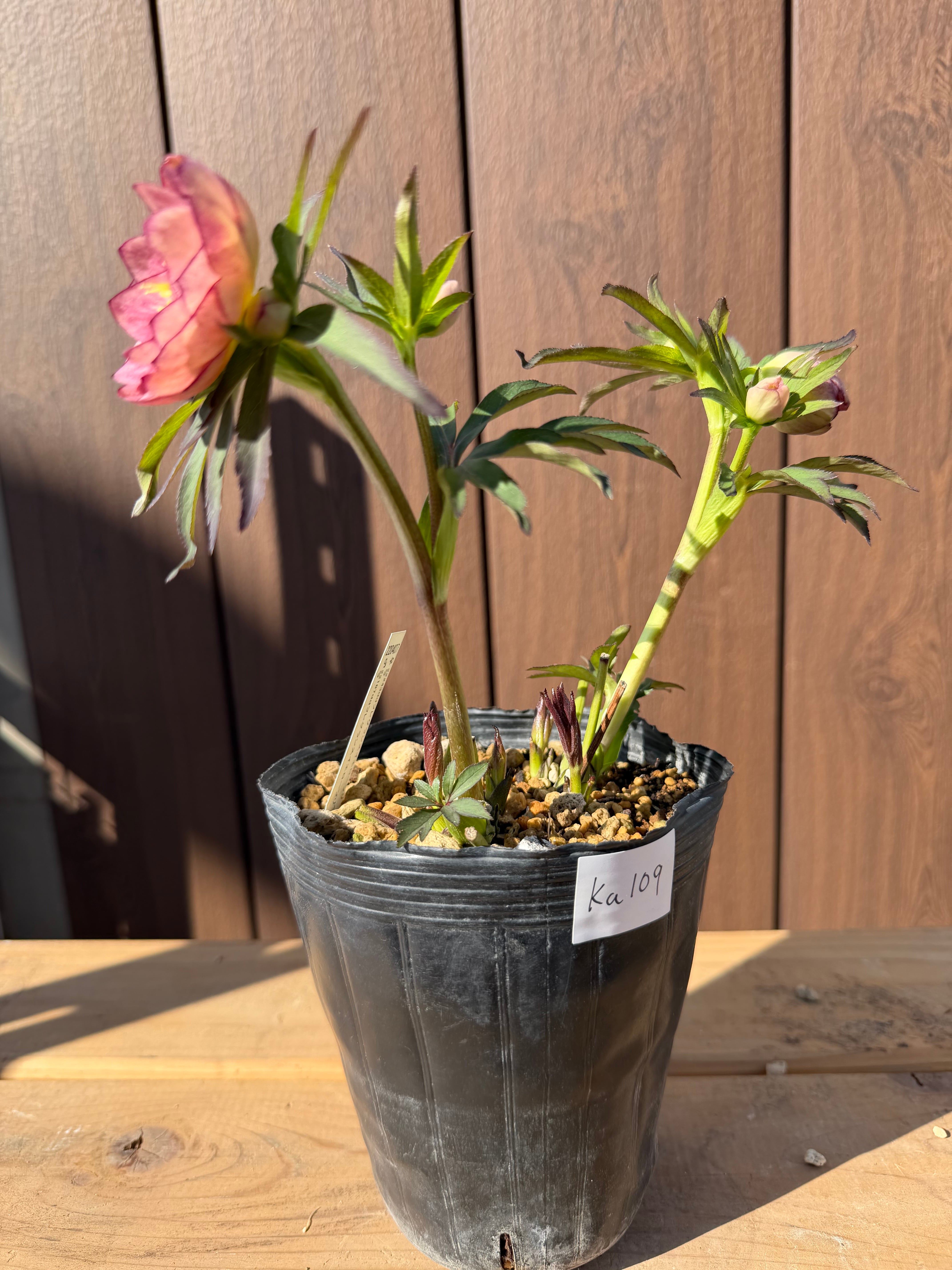 イエロープリマ系微フレグランス 加藤農園 クリスマスローズ【Ka109