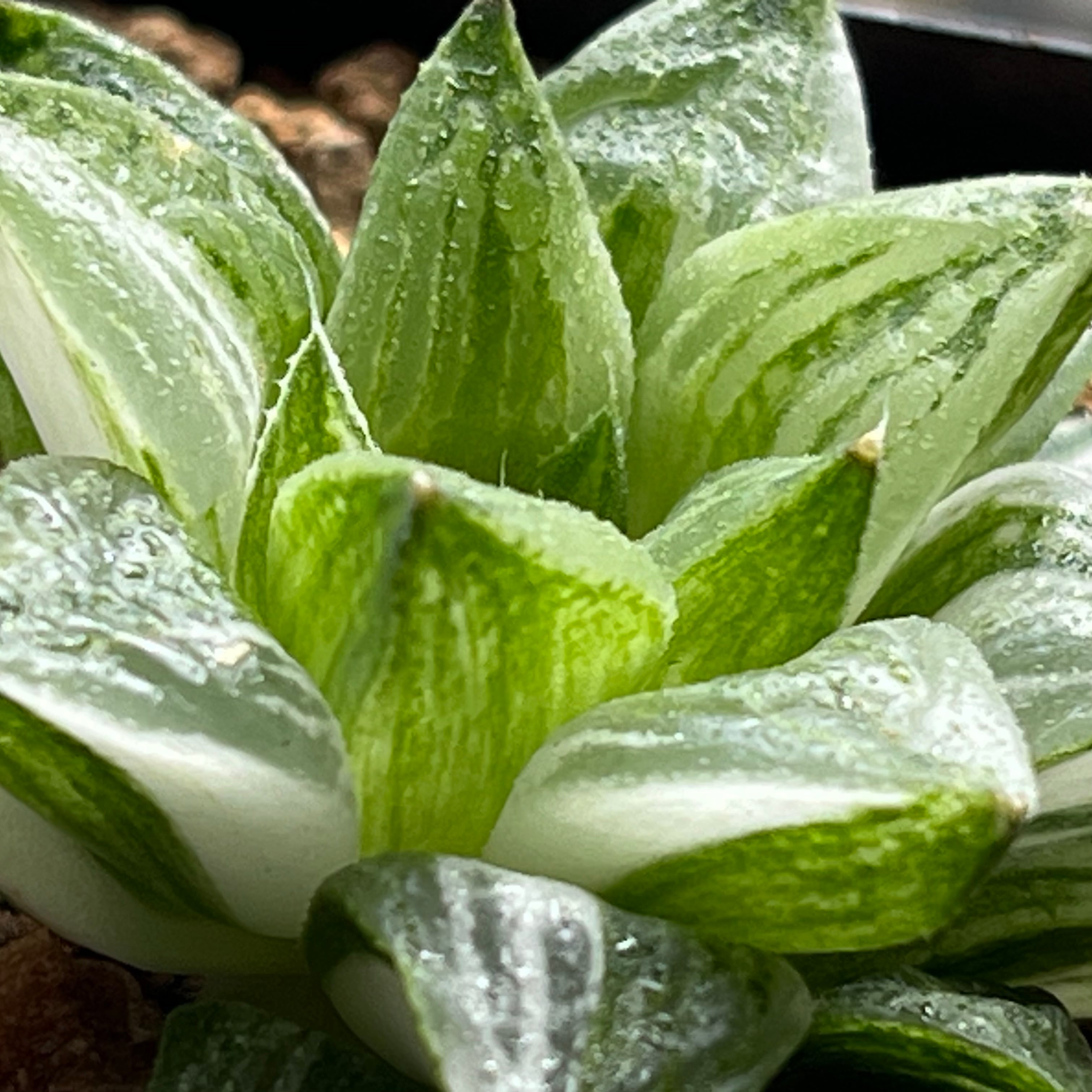 ハオルチア 旧氷砂糖③ | mocono_plants