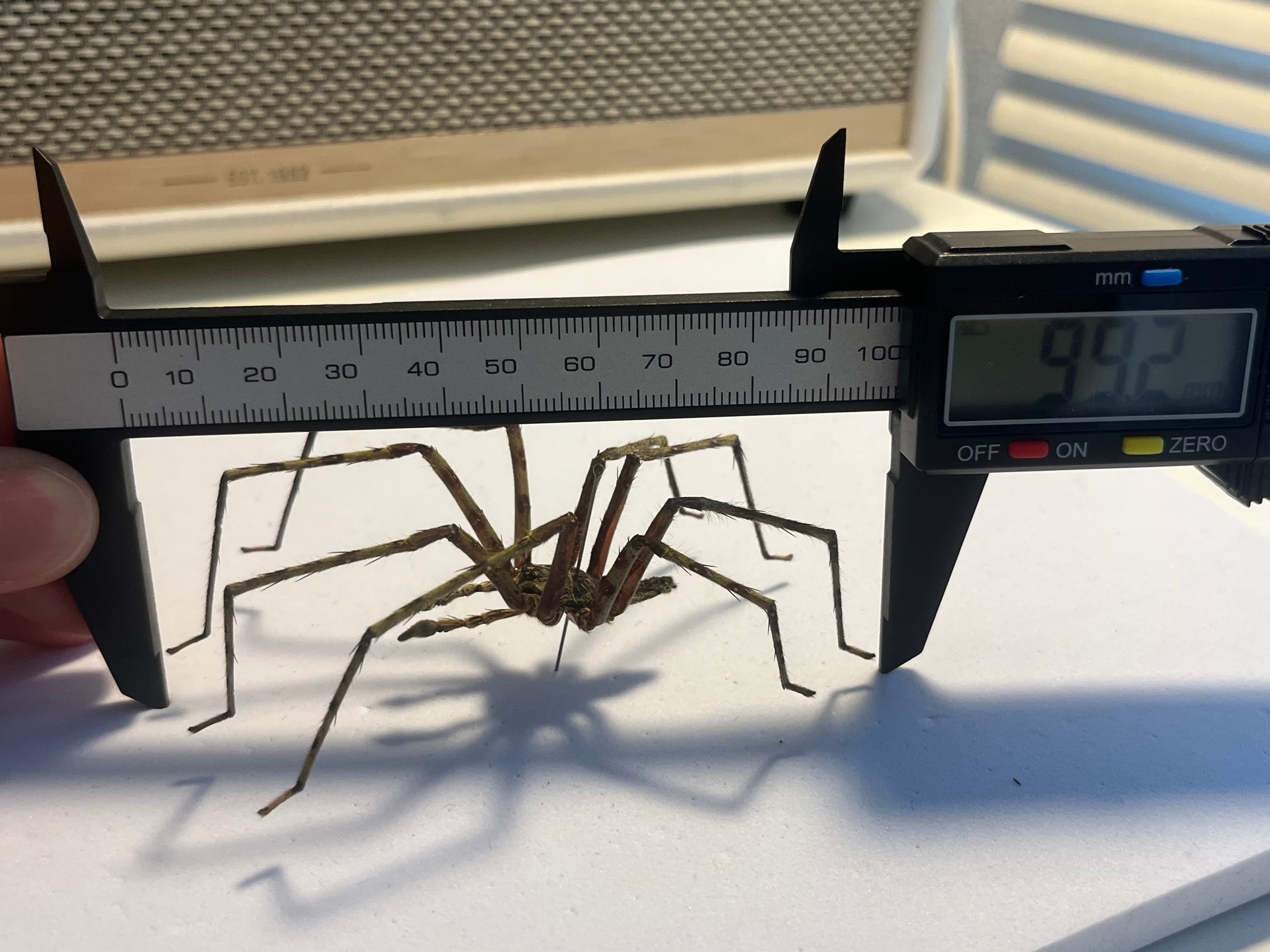 標本】グリーンハンツマン トゥルースパイダーマンティスムカデ