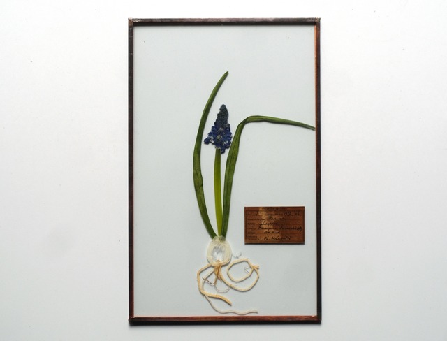 [ガラス・球根Fair]ムスカリのガラス標本 3