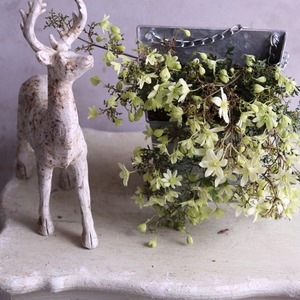 mondimanche　寄せ植え　ペトリエレターポット｜寄せ植え　届いてすぐ玄関に飾れる 　プレゼントにもオススメ　